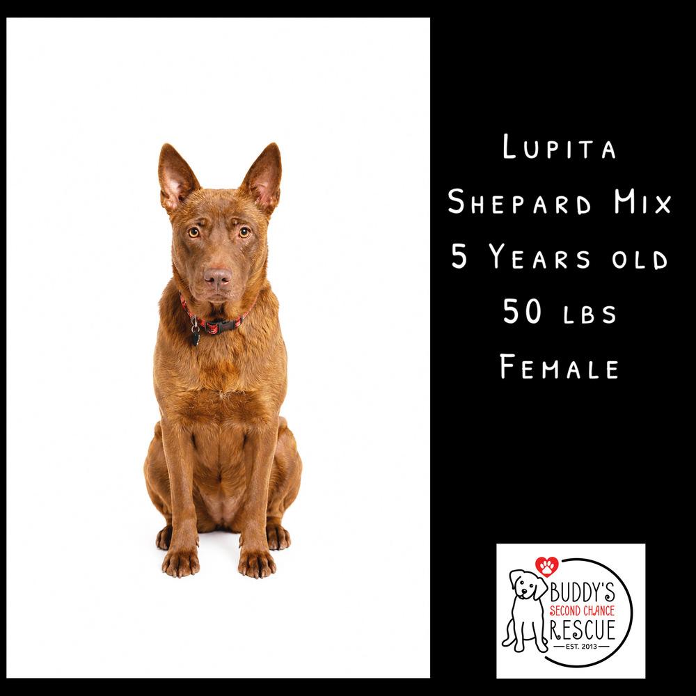 Enlarge Lupita, a Adoptable mixed breed in Amherst, NY image 3/6