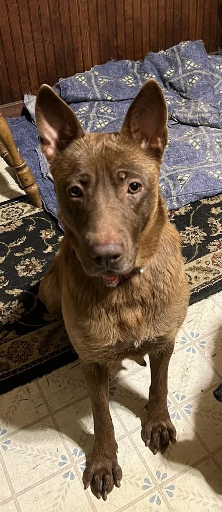 Enlarge Lupita, a Adoptable mixed breed in Amherst, NY image 4/6