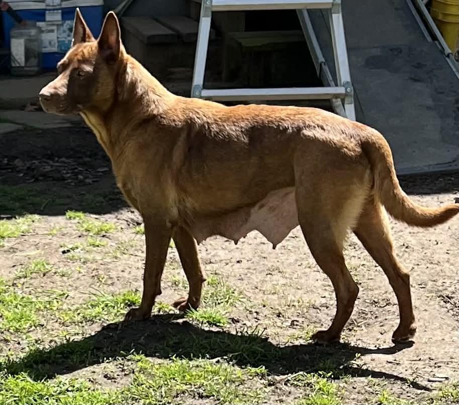 Enlarge Lupita, a Adoptable mixed breed in Amherst, NY image 5/6