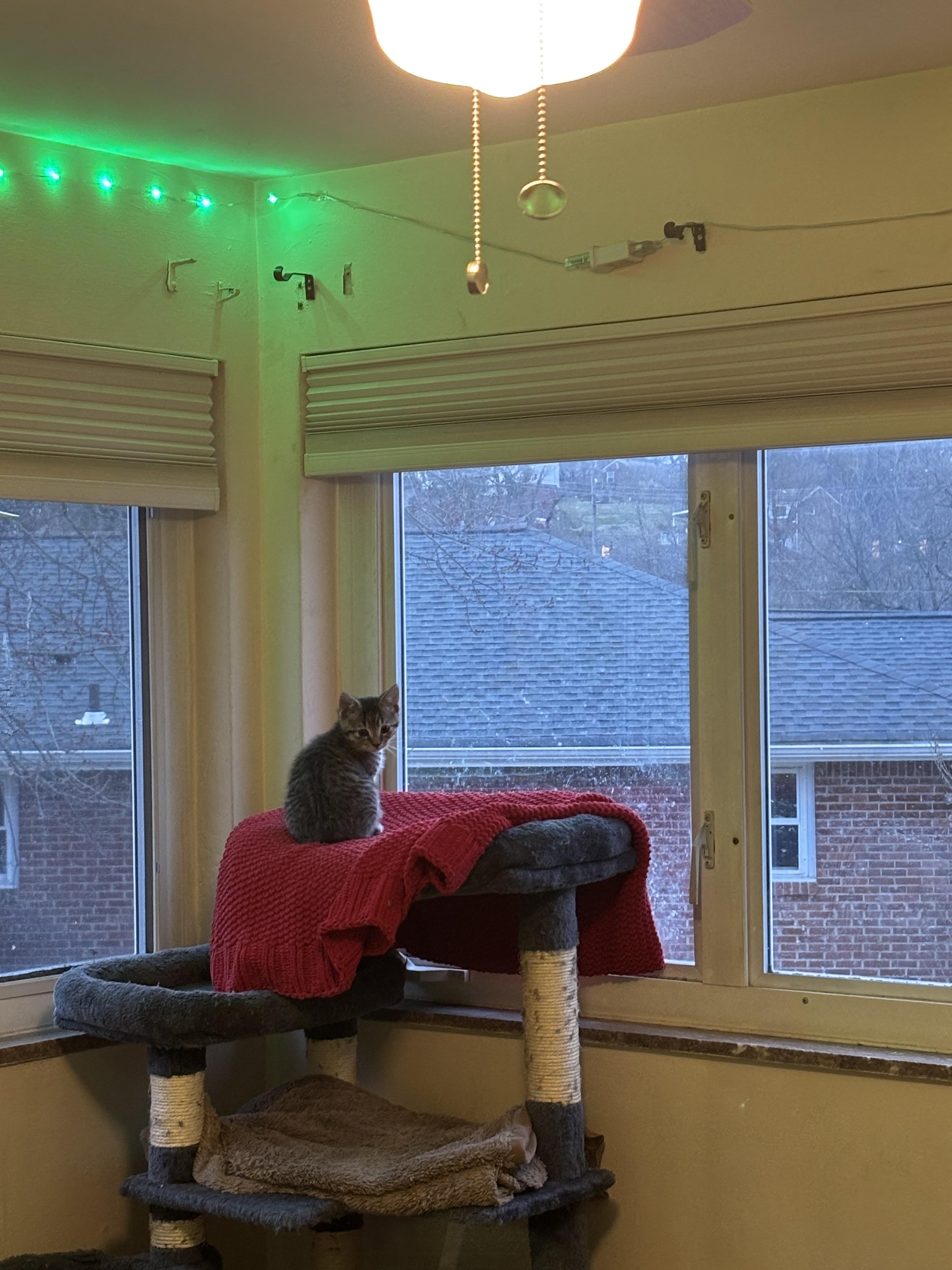 Ilia, Adoptable, Kitten Male Domestic Short Hair.