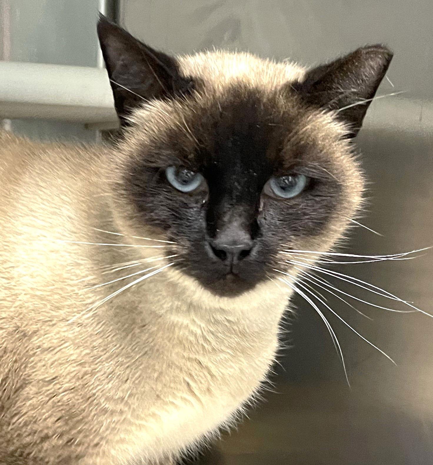 Gingerbread thumbnail 3