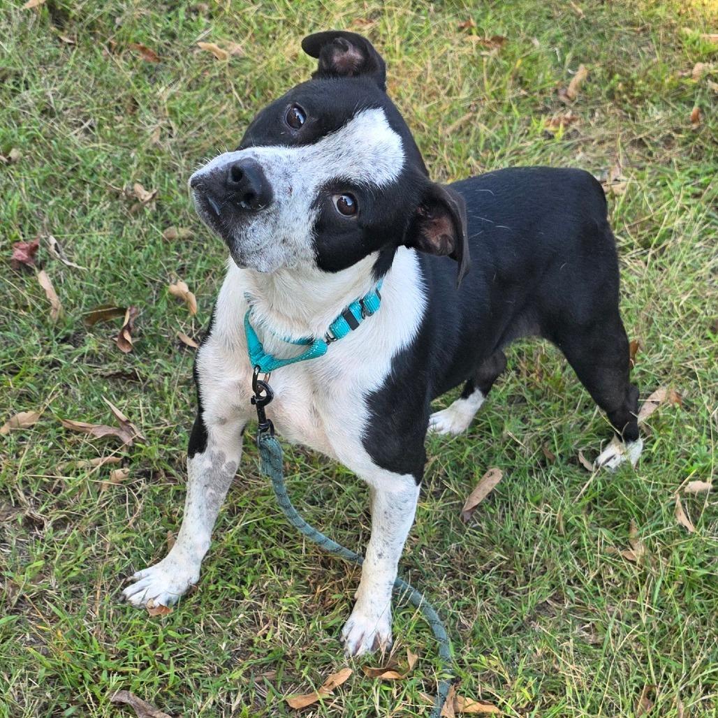 Enlarge Houdini, a Adoptable Mixed Breed in Clarksville, TN image 1/6