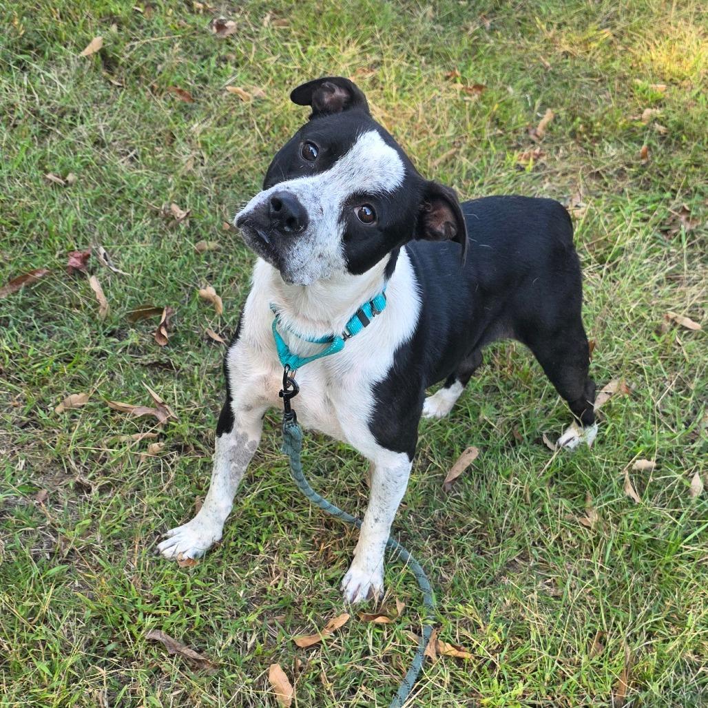 Enlarge Houdini, a Adoptable Mixed Breed in Clarksville, TN image 2/6