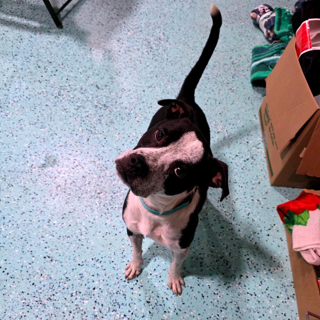 Enlarge Houdini, a Adoptable Mixed Breed in Clarksville, TN image 3/6