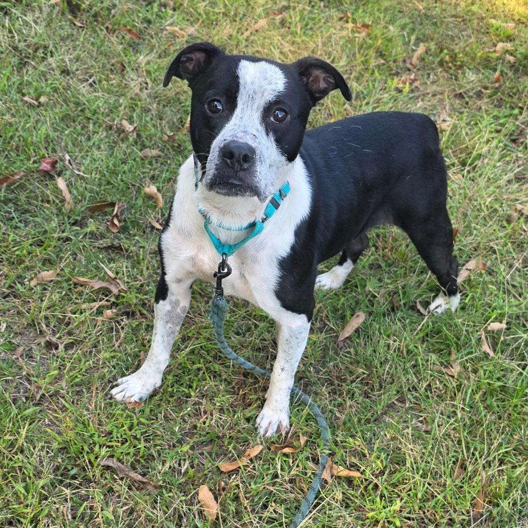 Enlarge Houdini, a Adoptable Mixed Breed in Clarksville, TN image 4/6