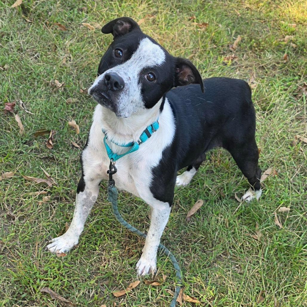Enlarge Houdini, a Adoptable Mixed Breed in Clarksville, TN image 5/6
