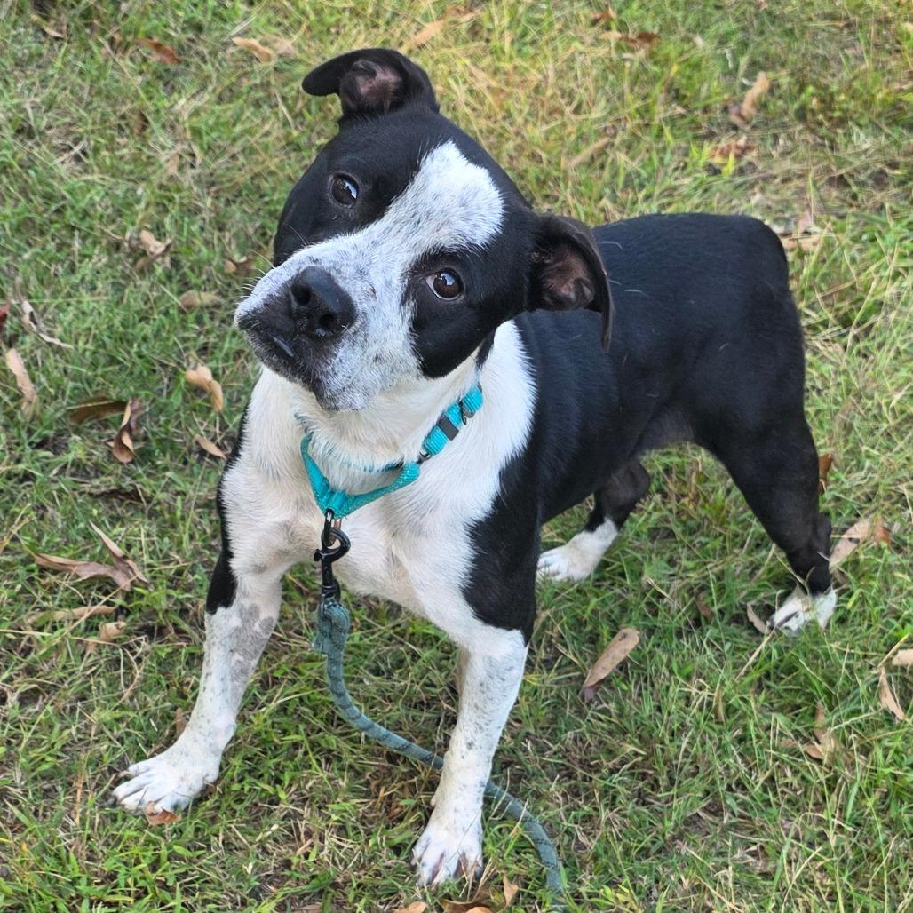 Enlarge Houdini, a Adoptable Mixed Breed in Clarksville, TN image 6/6
