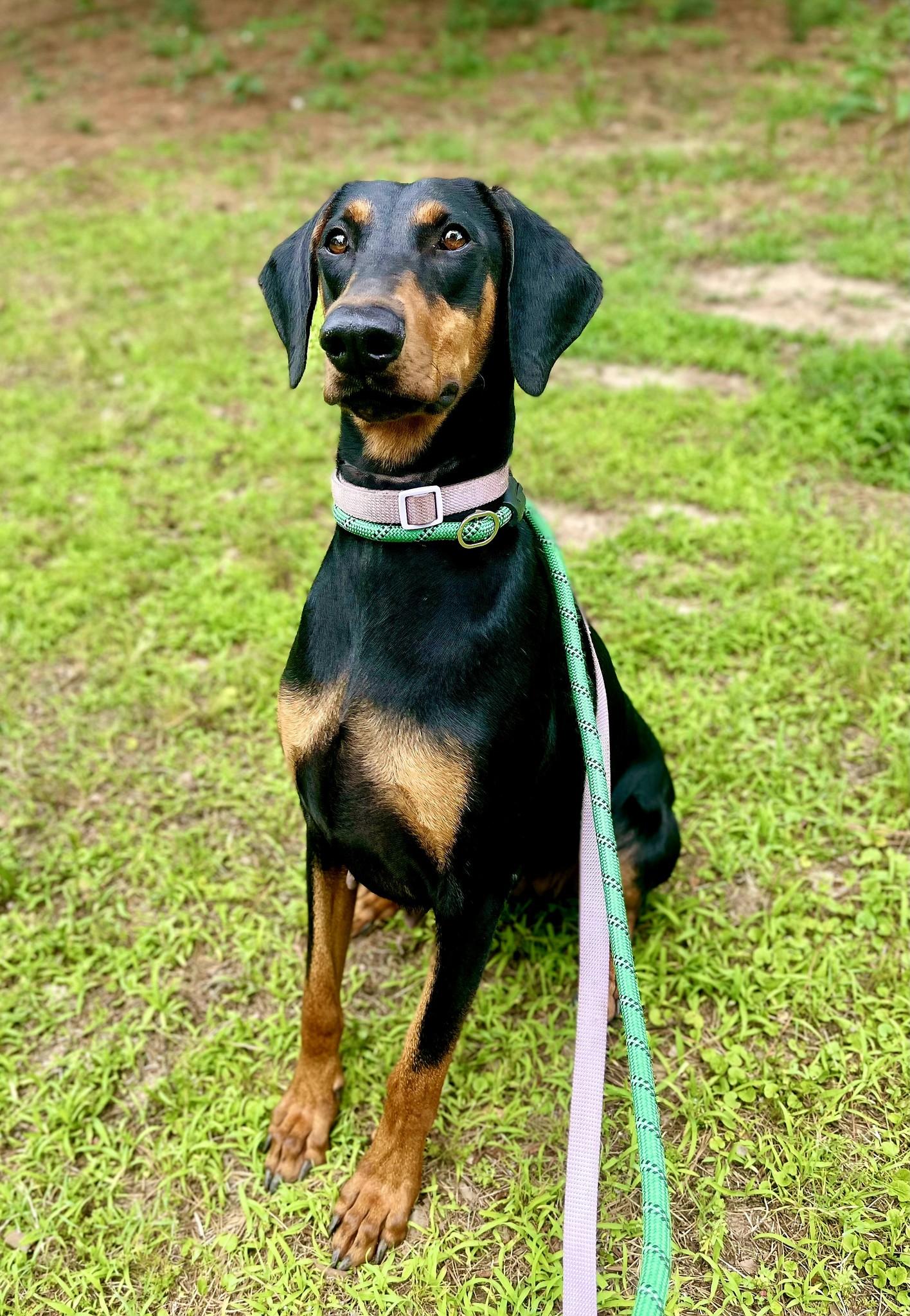 Enlarge Mia, a ADOPTABLE Doberman Pinscher in Benbrook, TX image 3/3