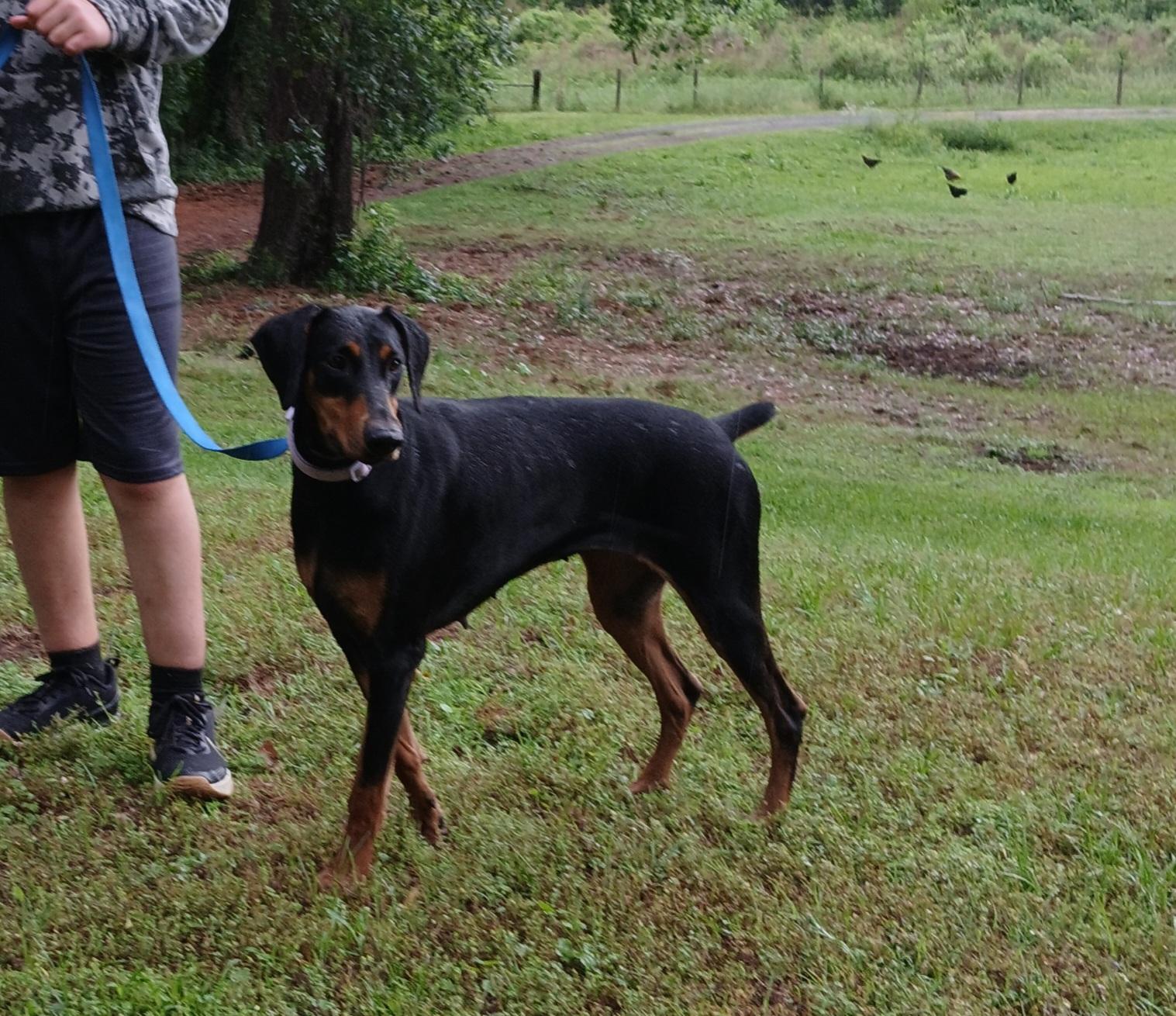 Enlarge Mia, a ADOPTABLE Doberman Pinscher in Benbrook, TX image 2/3