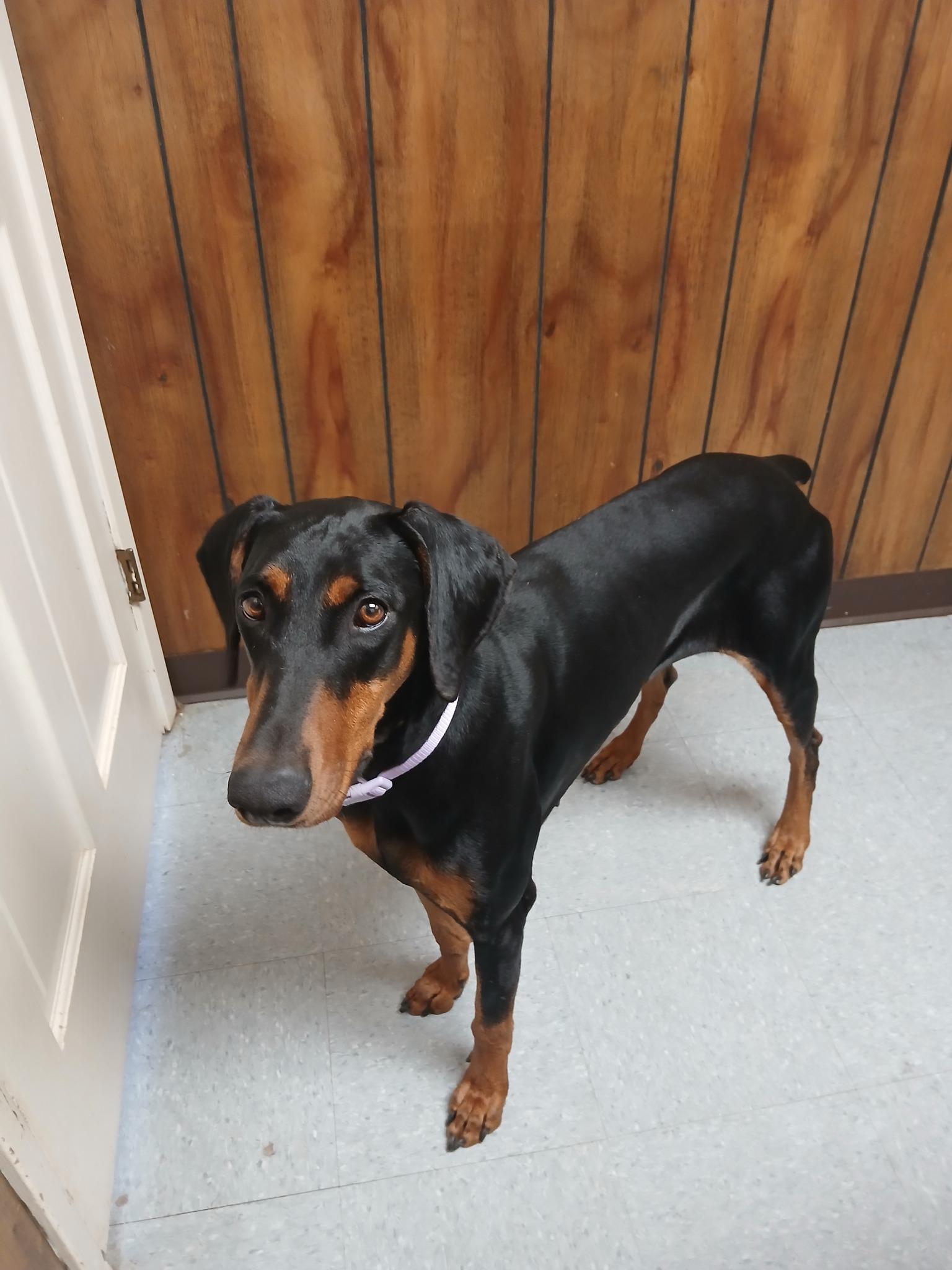 Enlarge Mia, a ADOPTABLE Doberman Pinscher in Benbrook, TX image 1/3