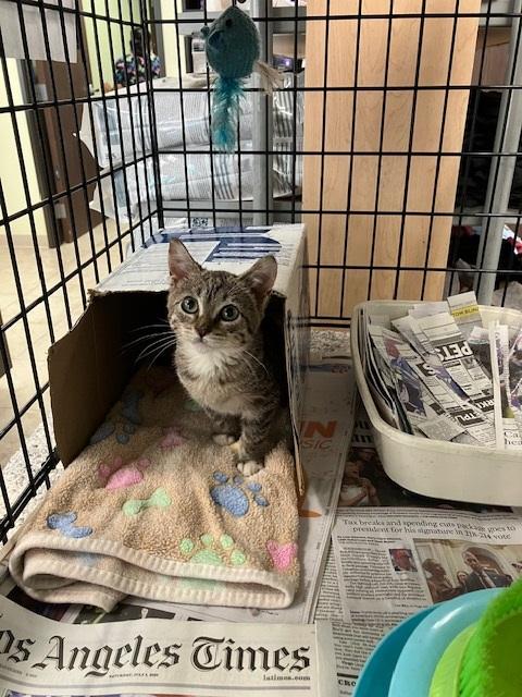 Pickles, Adopted, Kitten Female Tabby.