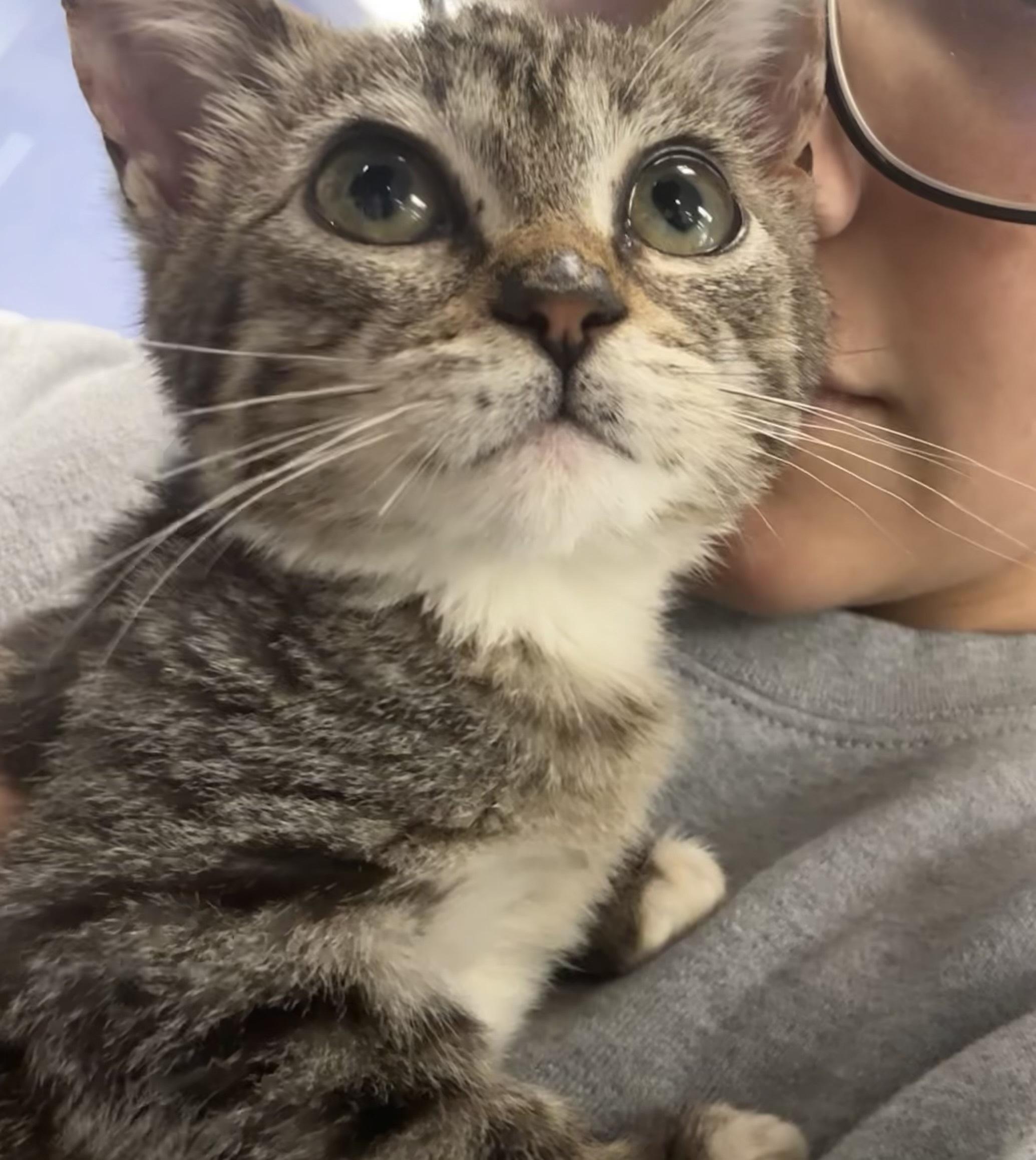 Enlarge Pickles, a Adopted Tabby in Huntington Beach, CA image 2/4