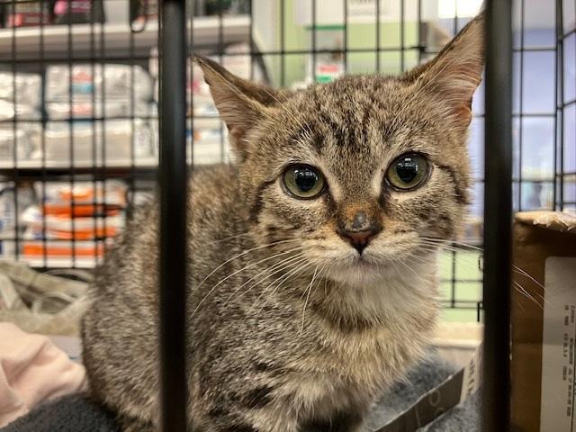 Enlarge Pickles, a Adopted Tabby in Huntington Beach, CA image 3/4