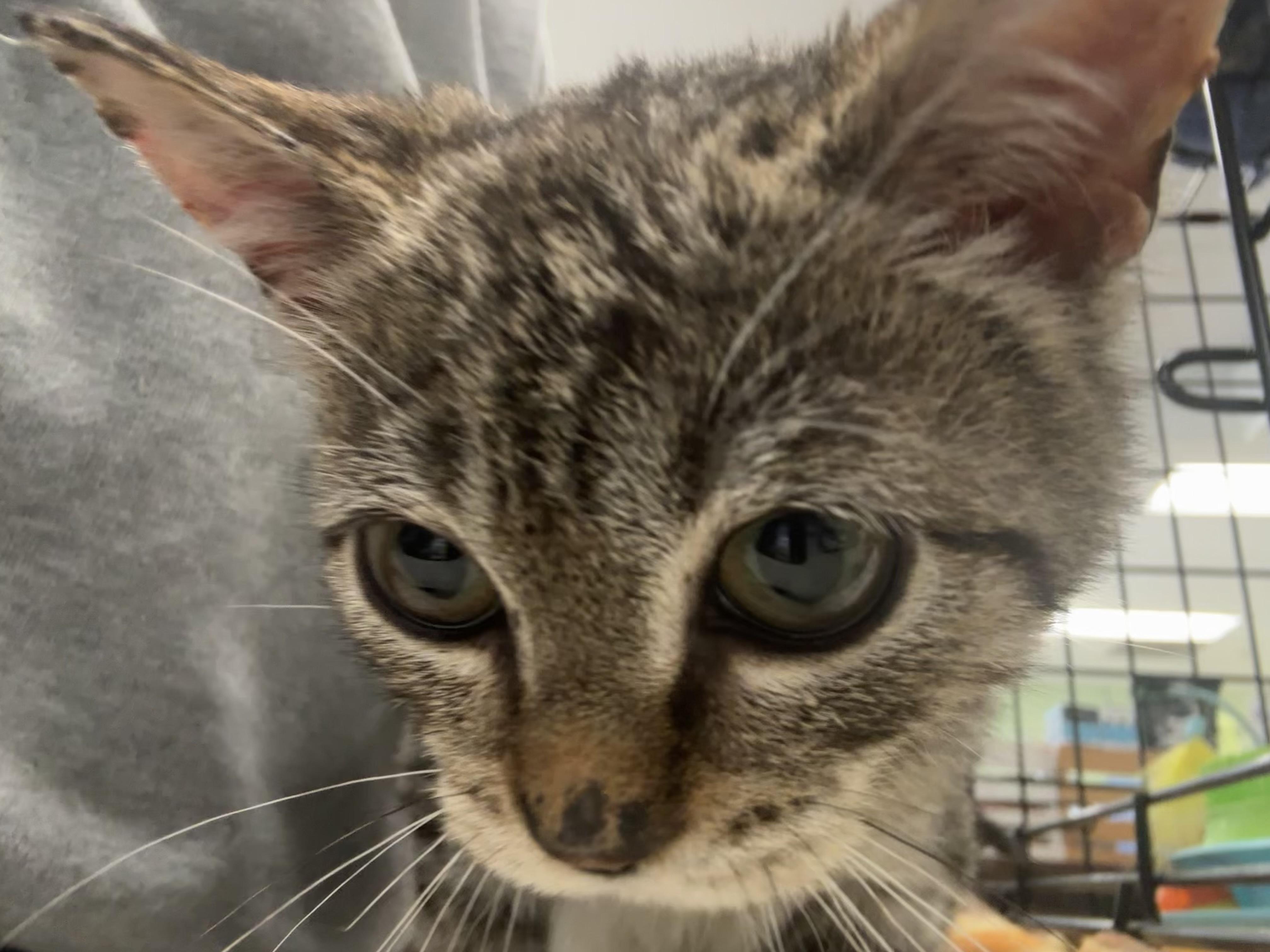 Enlarge Pickles, a Adopted Tabby in Huntington Beach, CA image 4/4