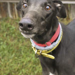 FORD COBRA JET, Adoptable, Adult Male Greyhound.