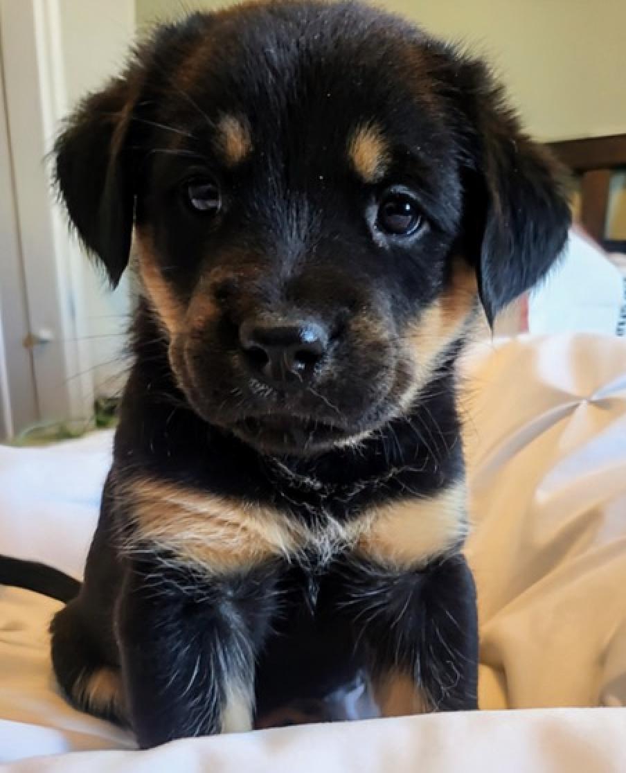 King, ADOPTABLE, Puppy Male Labrador Retriever & Shepherd.