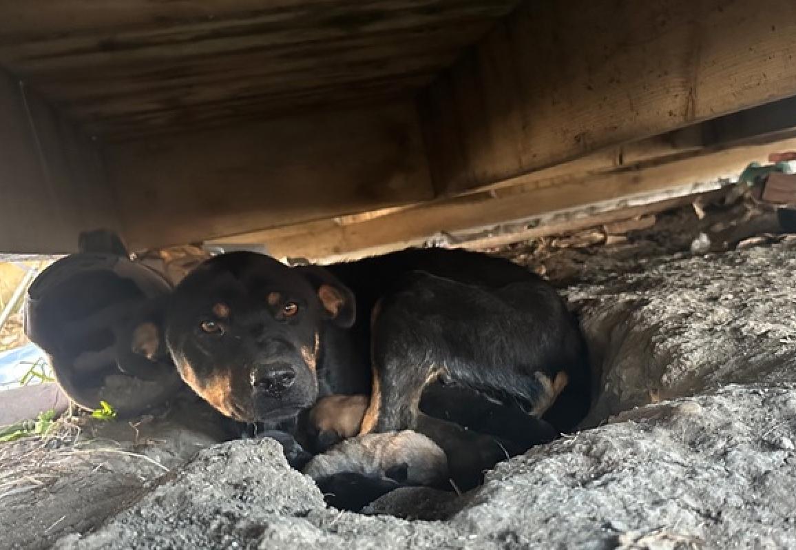 Enlarge King, a ADOPTABLE mixed breed in Calgary, AB image 2/2