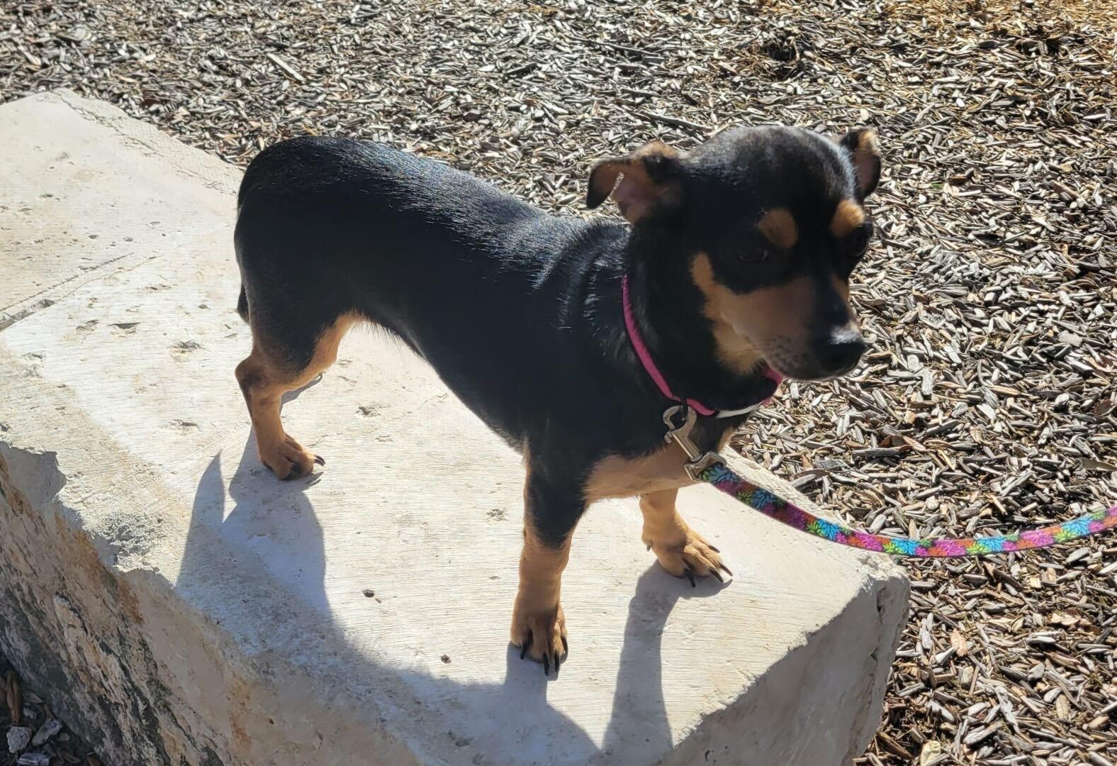 Salma, an adopted mixed breed in Pflugerville, TX image 3/3