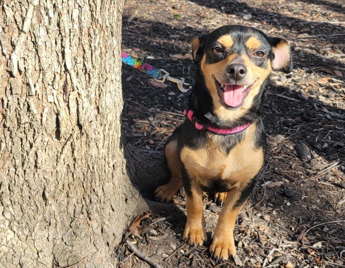 Salma, adopted, Young Female Dachshund & Chihuahua.