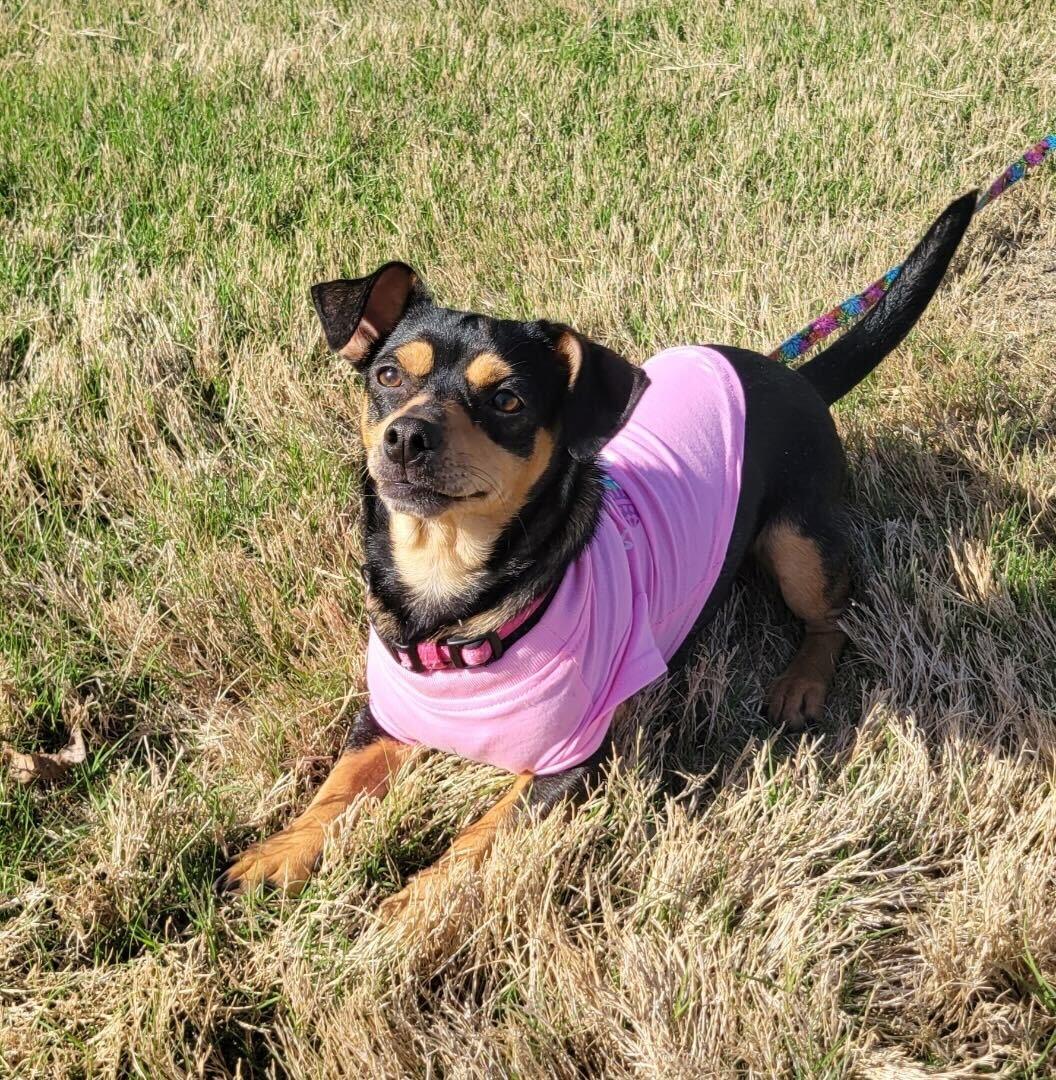 Salma, an adopted mixed breed in Pflugerville, TX image 2/3