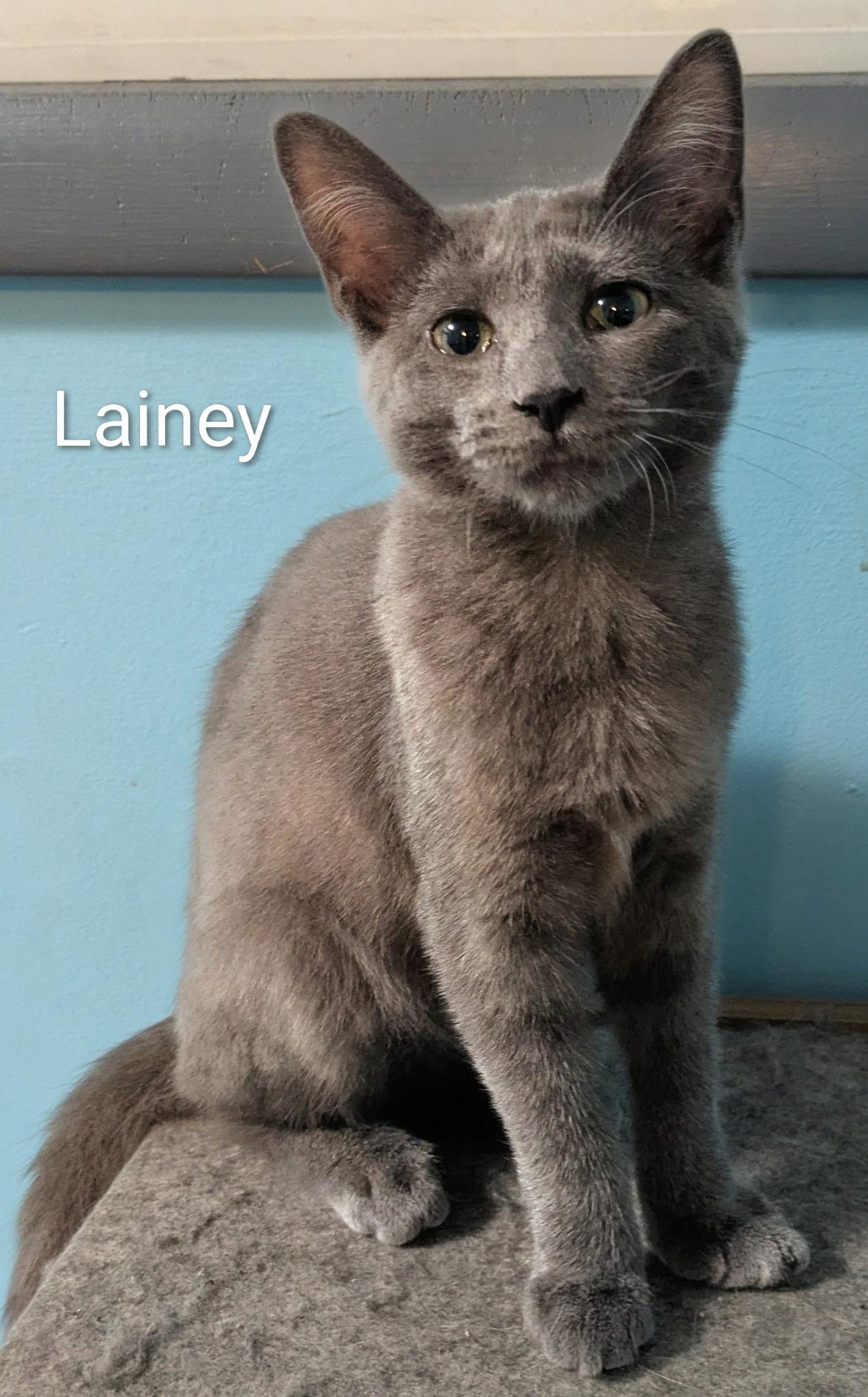 Lainey, Adopted, Young Female Russian Blue.