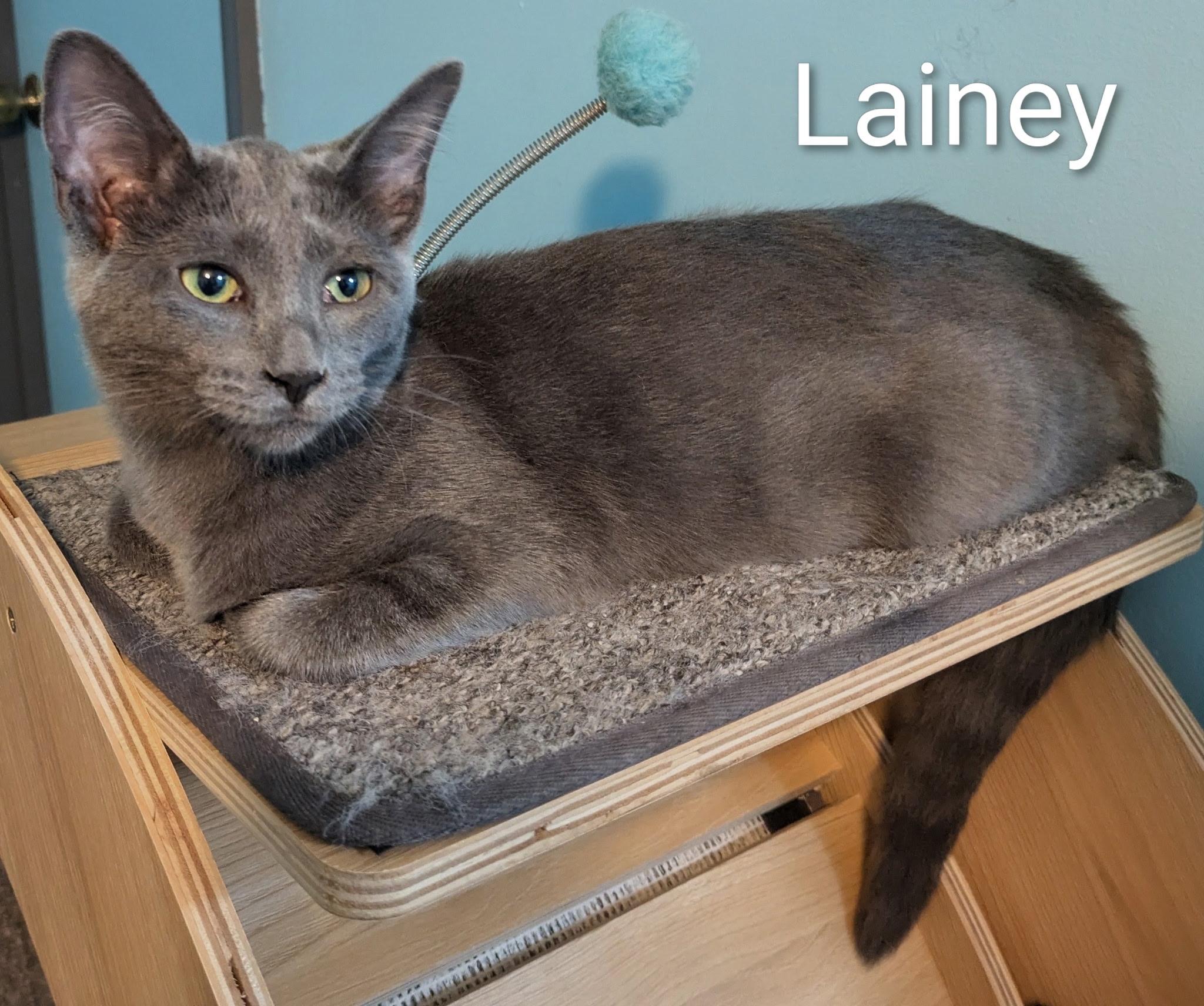 Enlarge Lainey, a Adopted Russian Blue in Mears, MI image 3/5
