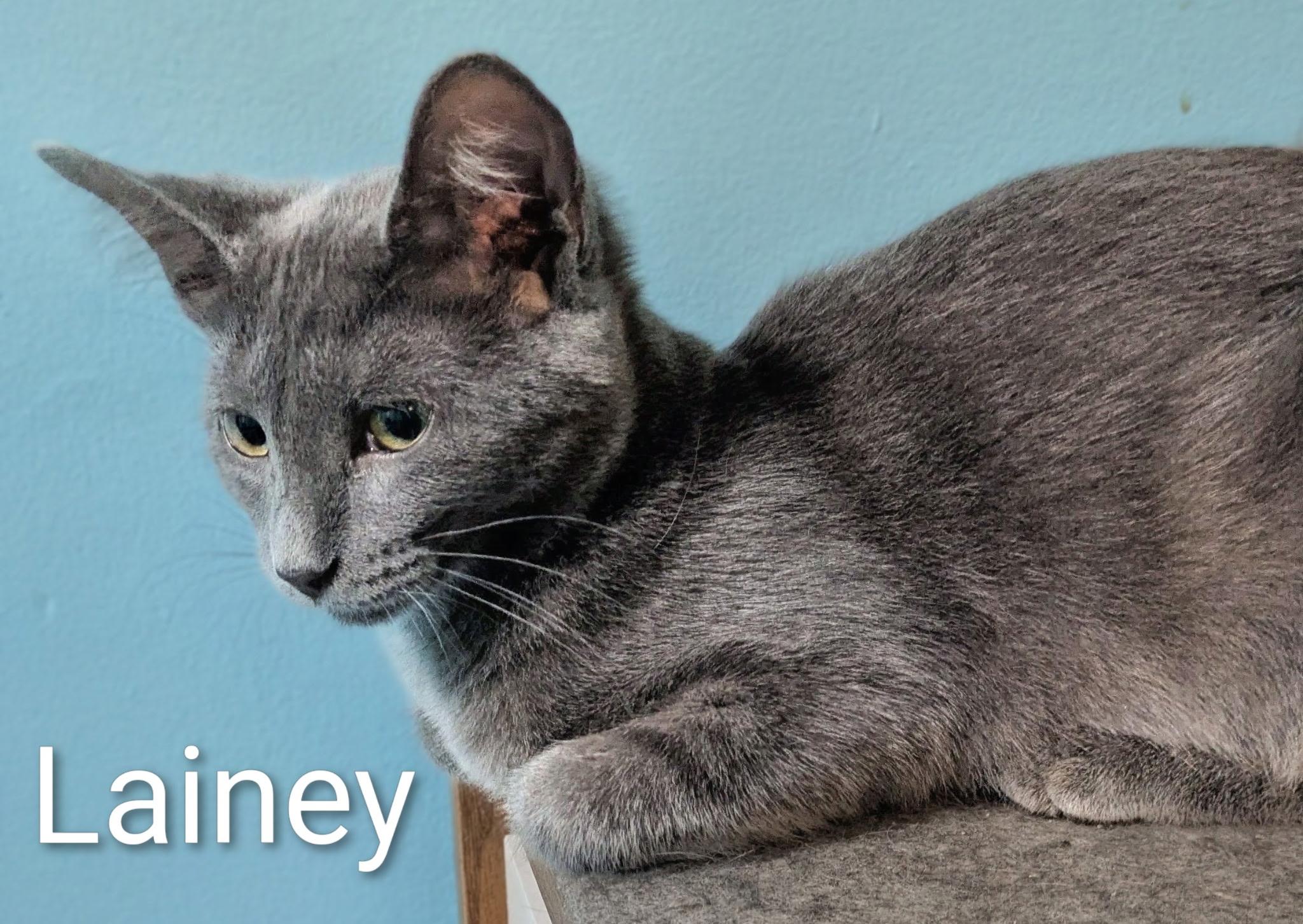 Enlarge Lainey, a Adopted Russian Blue in Mears, MI image 2/5