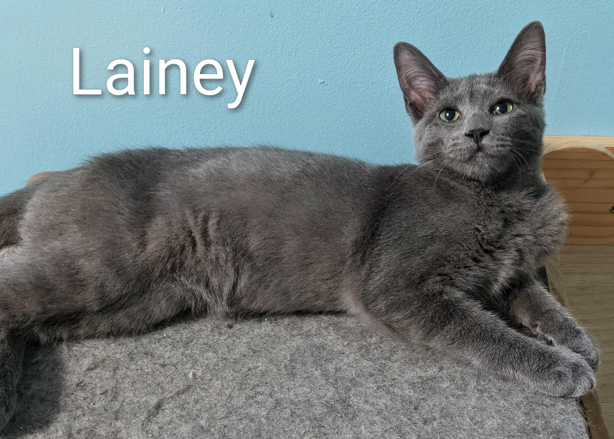 Enlarge Lainey, a Adopted Russian Blue in Mears, MI image 5/5