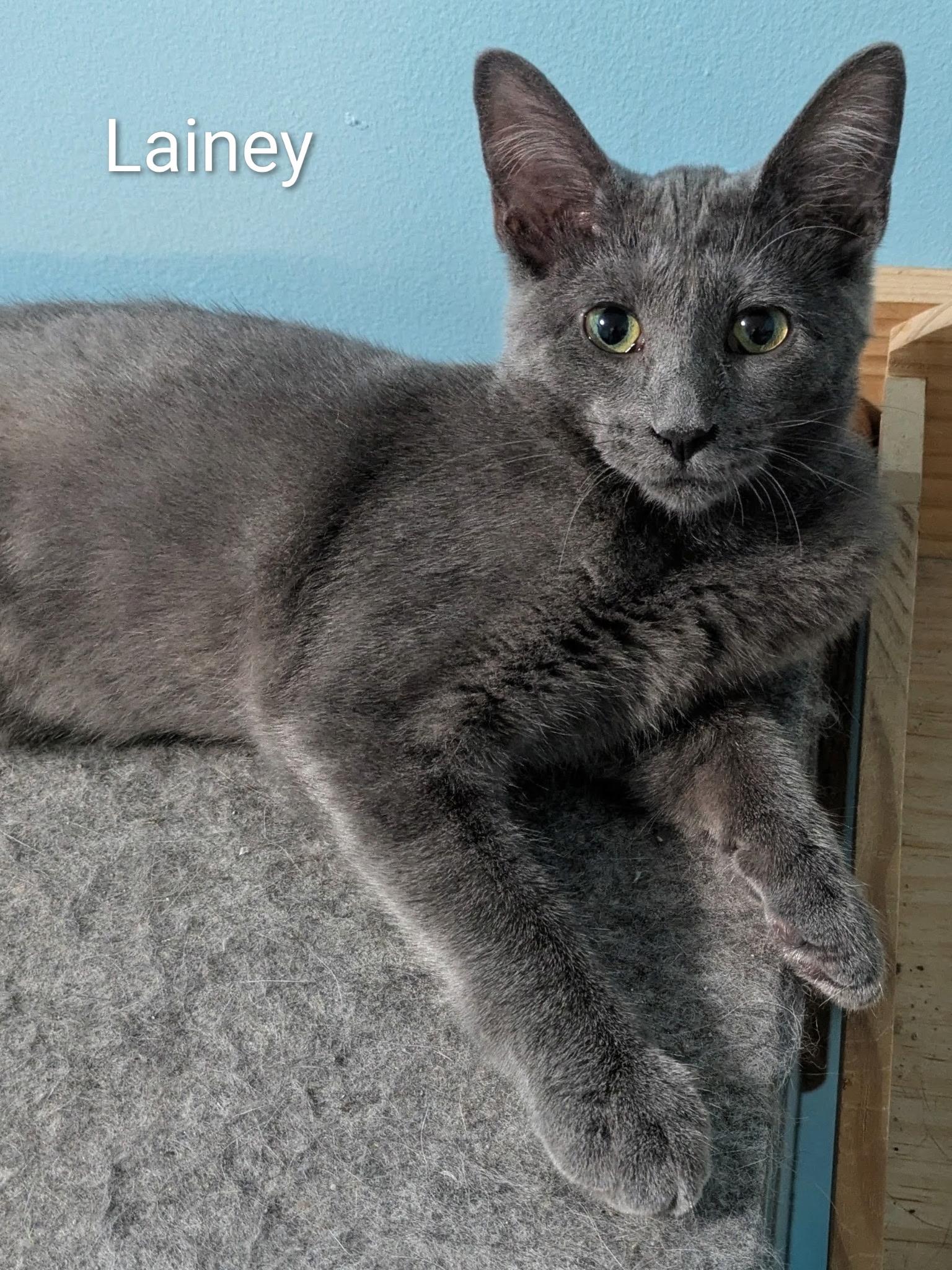 Enlarge Lainey, a Adopted Russian Blue in Mears, MI image 4/5
