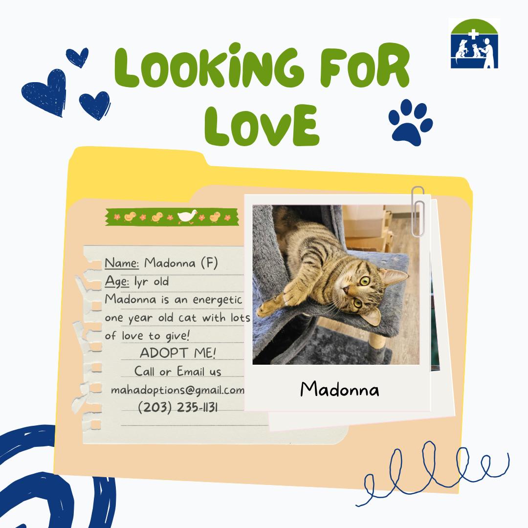 Madonna, Adoptable, Young Female Tabby.