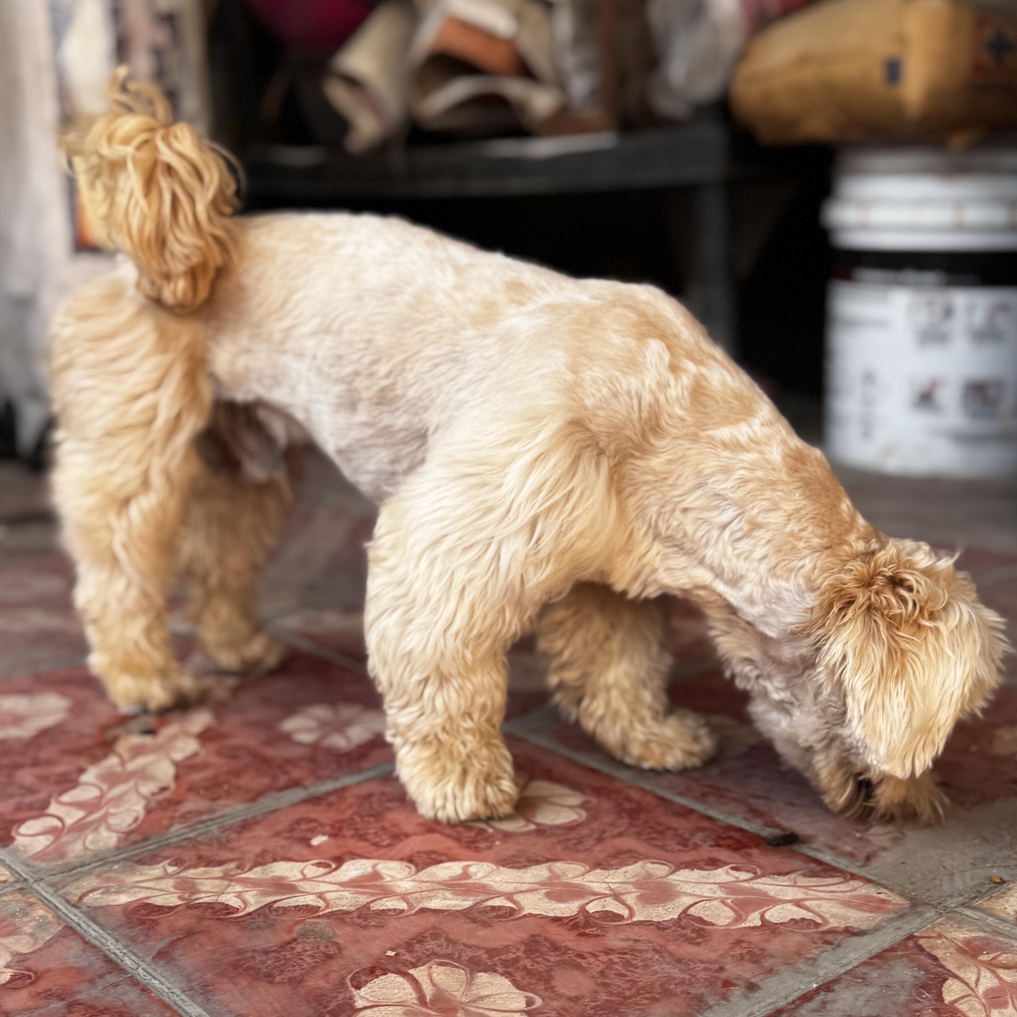 Enlarge Bobby, an adopted Shih Tzu in Denver , CO image 6/6