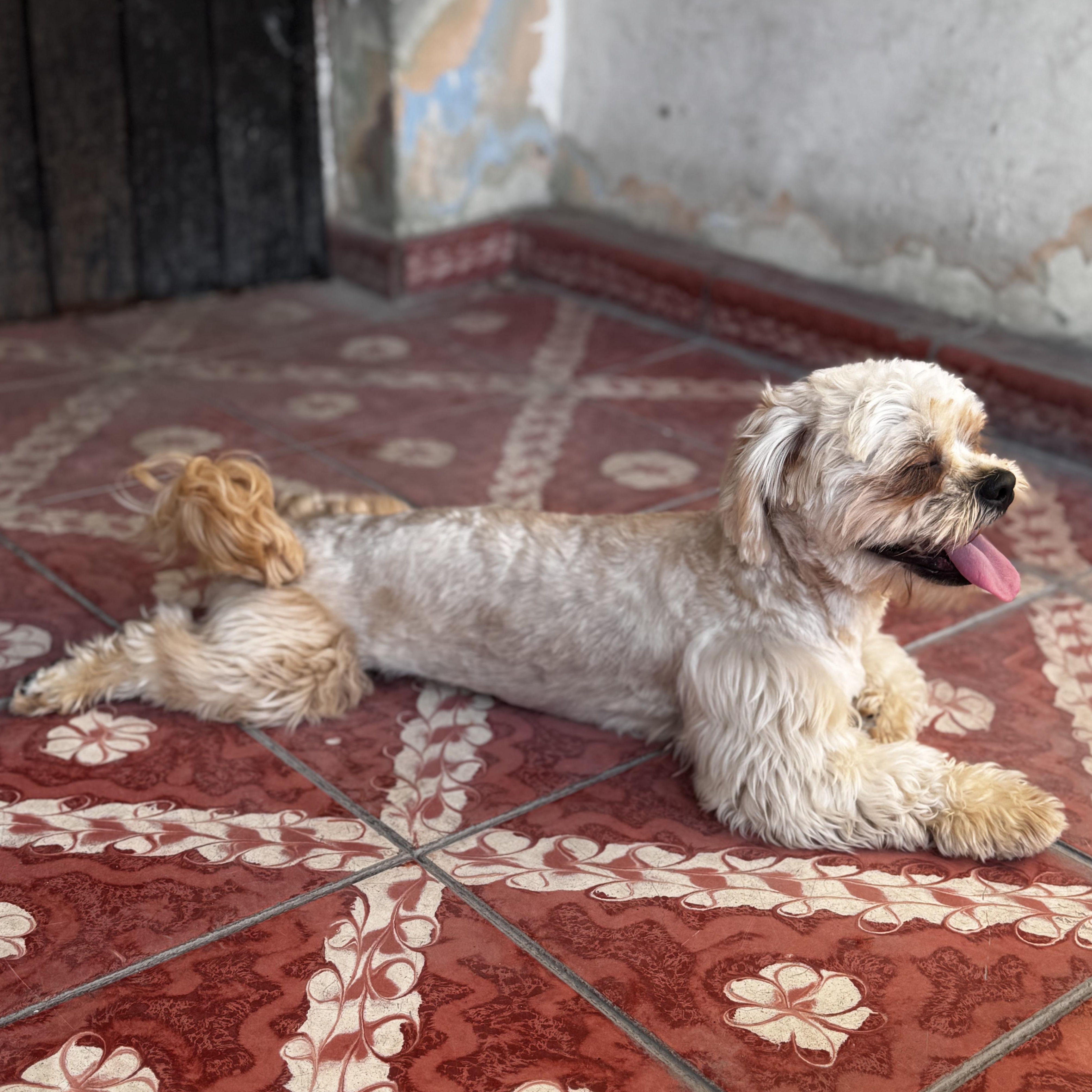Enlarge Bobby, an adopted Shih Tzu in Denver , CO image 4/6