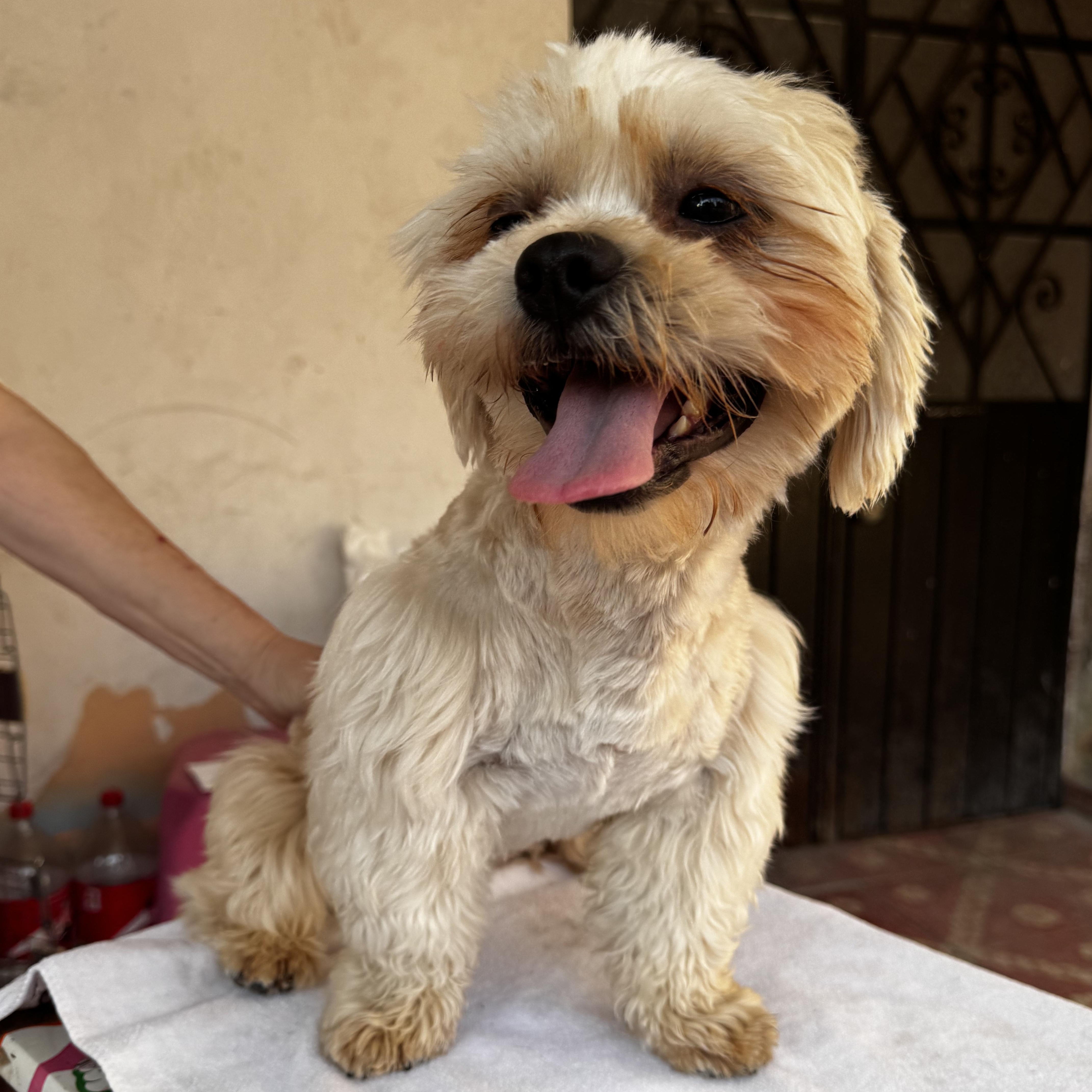 Enlarge Bobby, an adopted Shih Tzu in Denver , CO image 3/6
