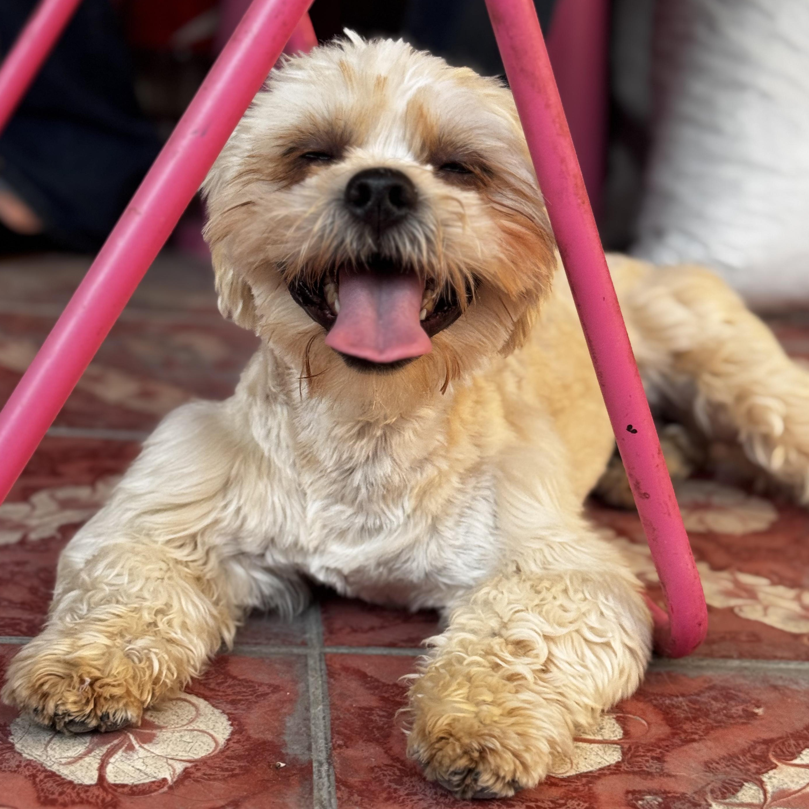 Enlarge Bobby, an adopted Shih Tzu in Denver , CO image 2/6