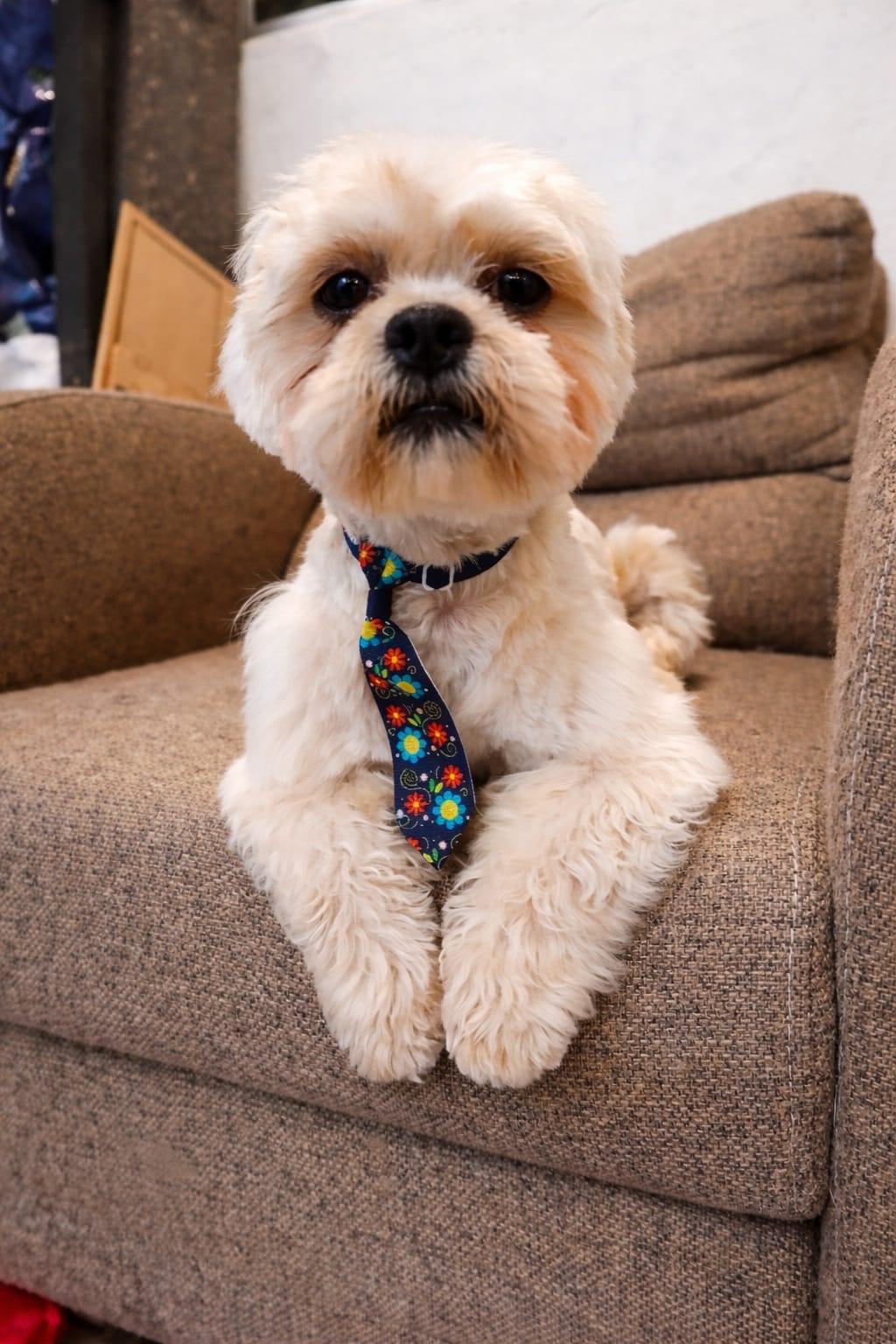Enlarge Bobby, an adopted Shih Tzu in Denver , CO image 1/6