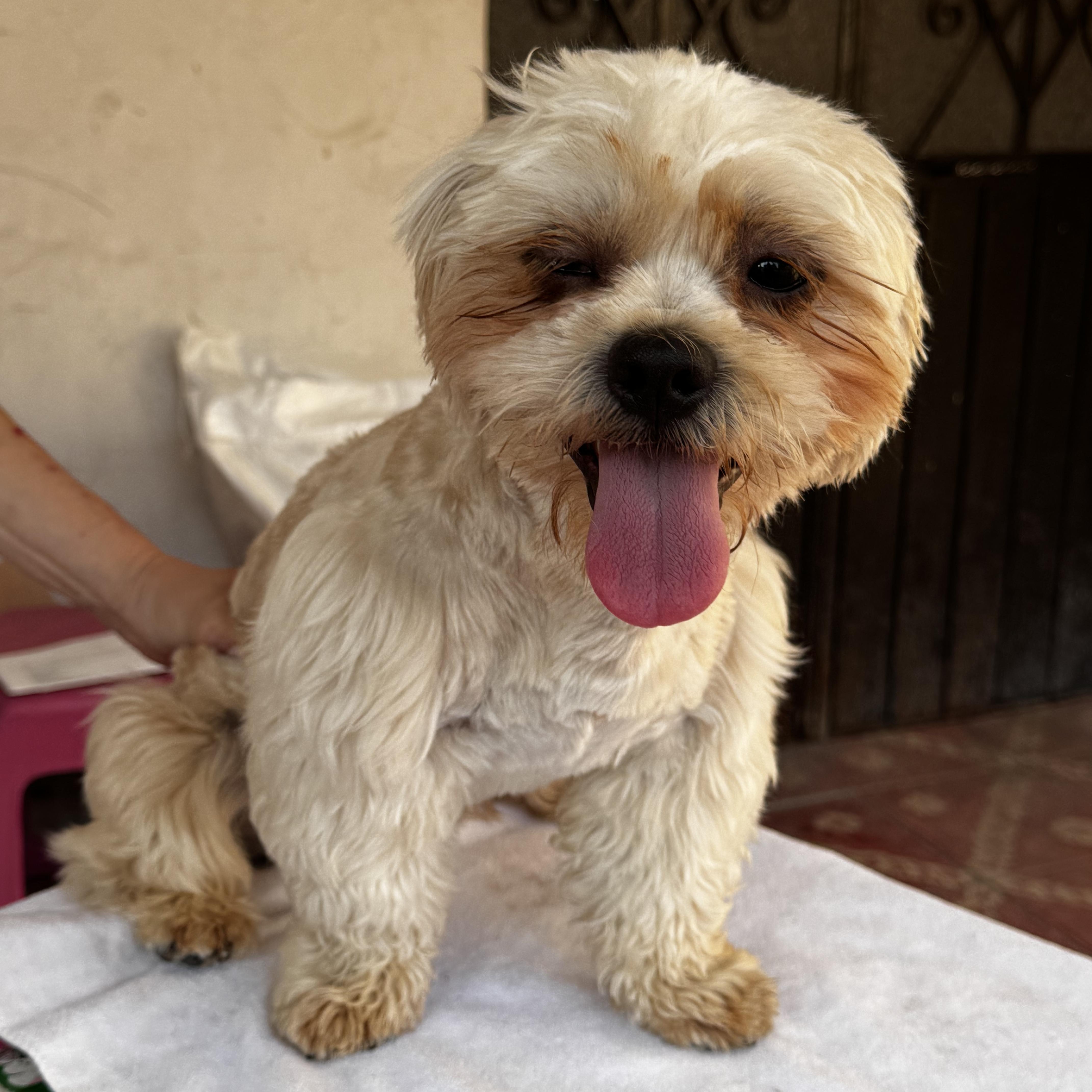 Enlarge Bobby, an adopted Shih Tzu in Denver , CO image 5/6
