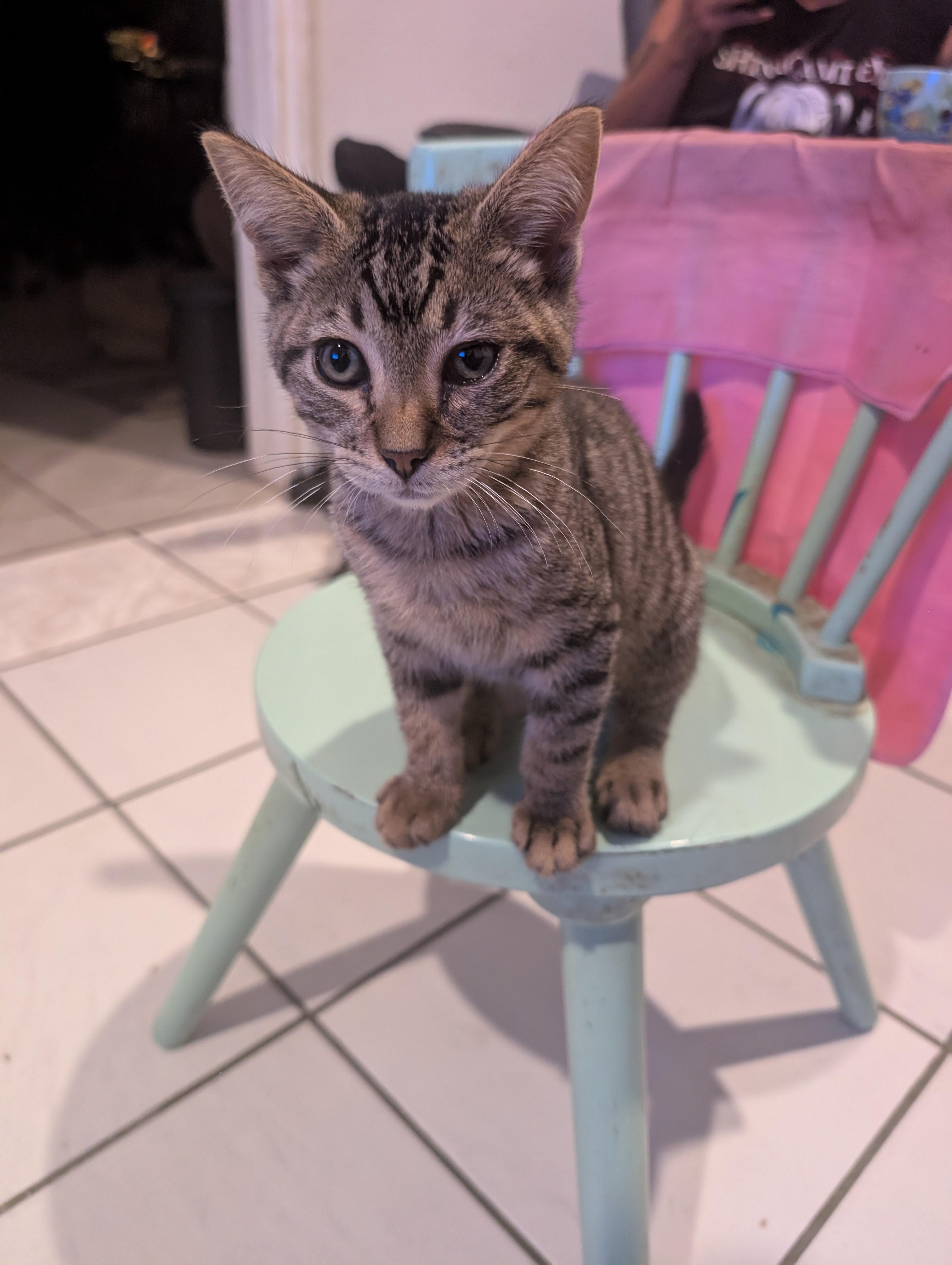 Tito, Adoptable, Kitten Male Domestic Short Hair.