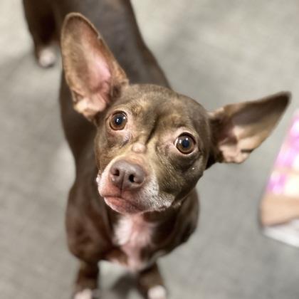 Lola , adopted, Adult Female Chihuahua.