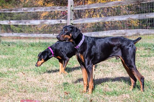 AAMES, Adoptable, Senior Male Doberman Pinscher.