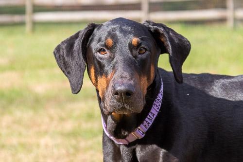 Enlarge AAMES, a Adoptable Doberman Pinscher in Greensboro, NC image 2/5
