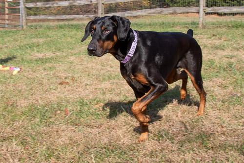Enlarge AAMES, a Adoptable Doberman Pinscher in Greensboro, NC image 4/5