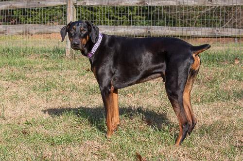 Enlarge AAMES, a Adoptable Doberman Pinscher in Greensboro, NC image 5/5