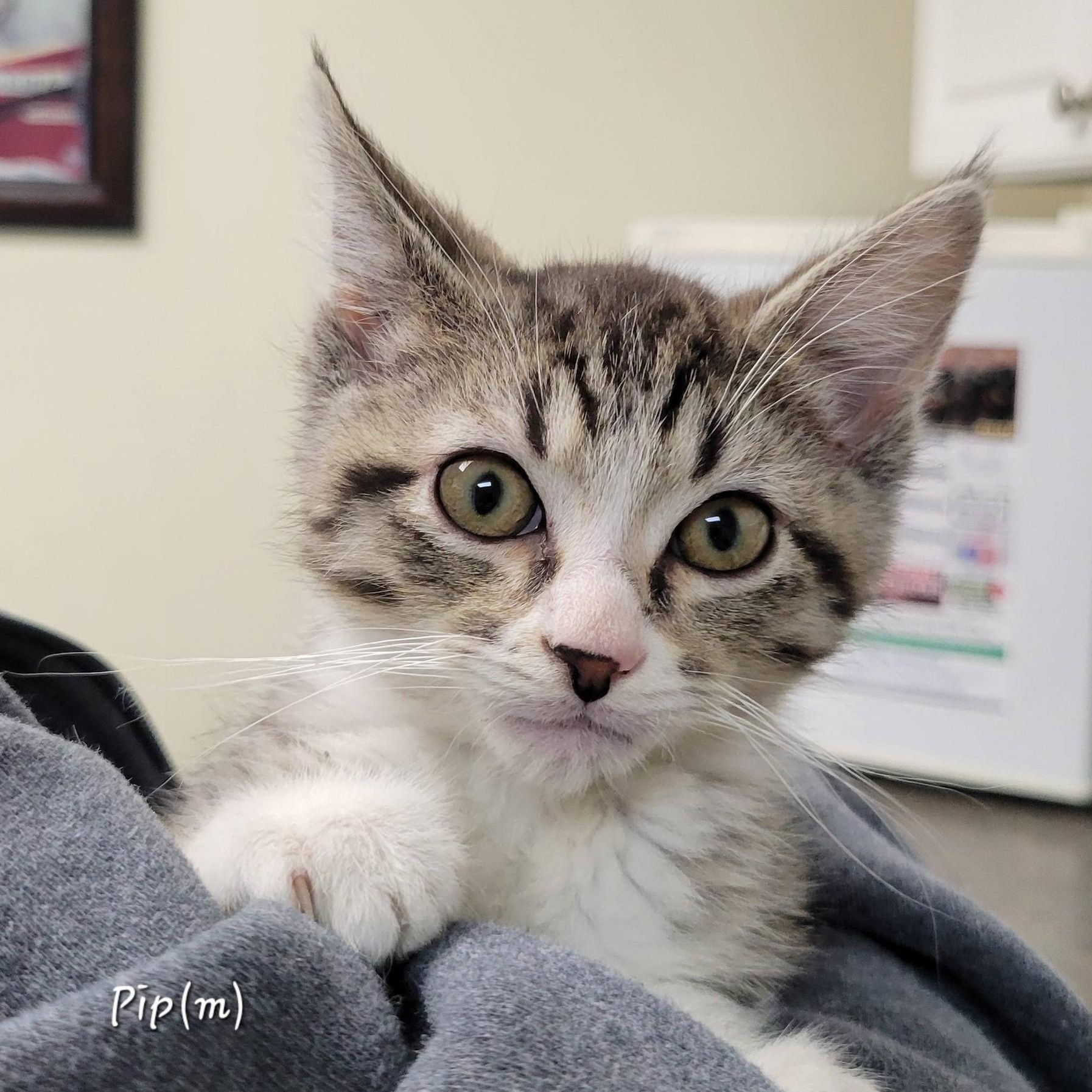 Enlarge Pip, an adopted Tabby in Mazon, IL image 1/1