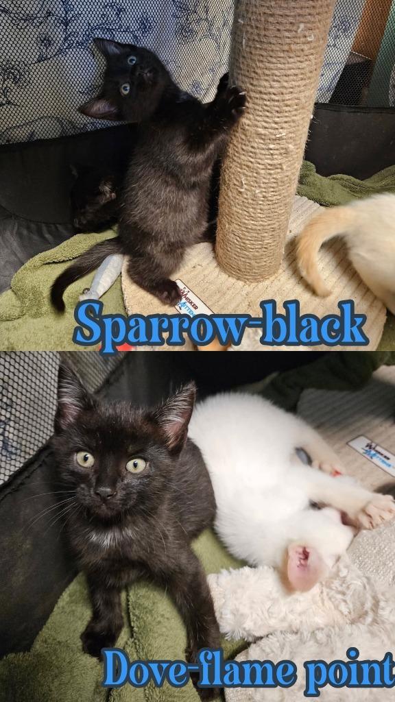 Sparrow, Adoptable, Kitten Male Domestic Short Hair.