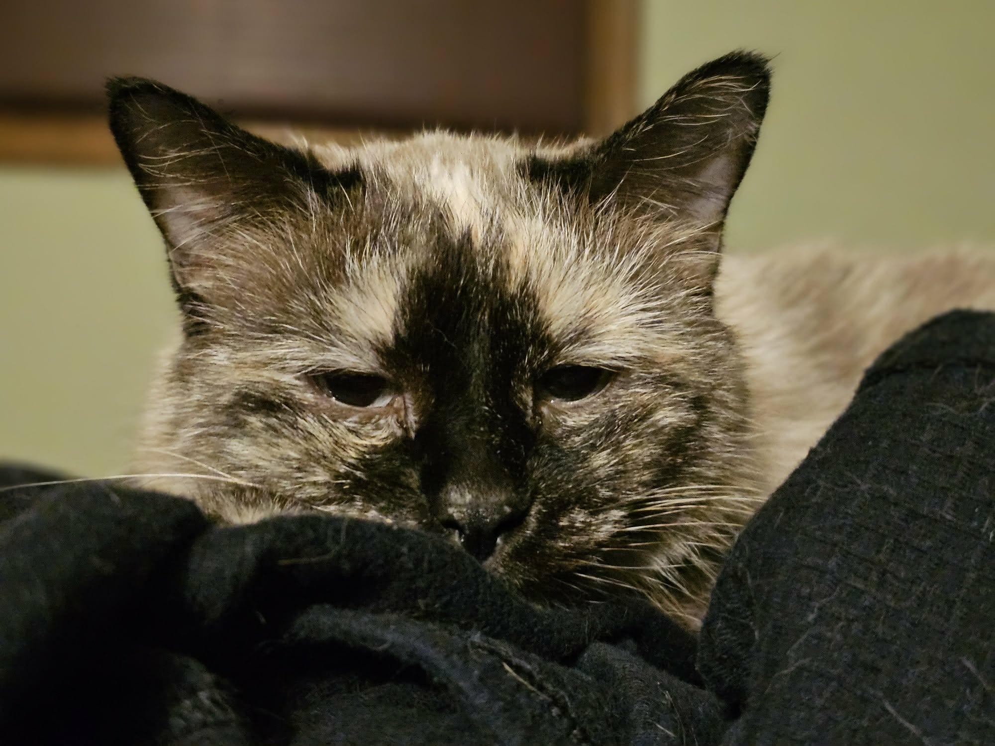 Enlarge Mia, an adopted Domestic Medium Hair in Warren, OH image 4/4