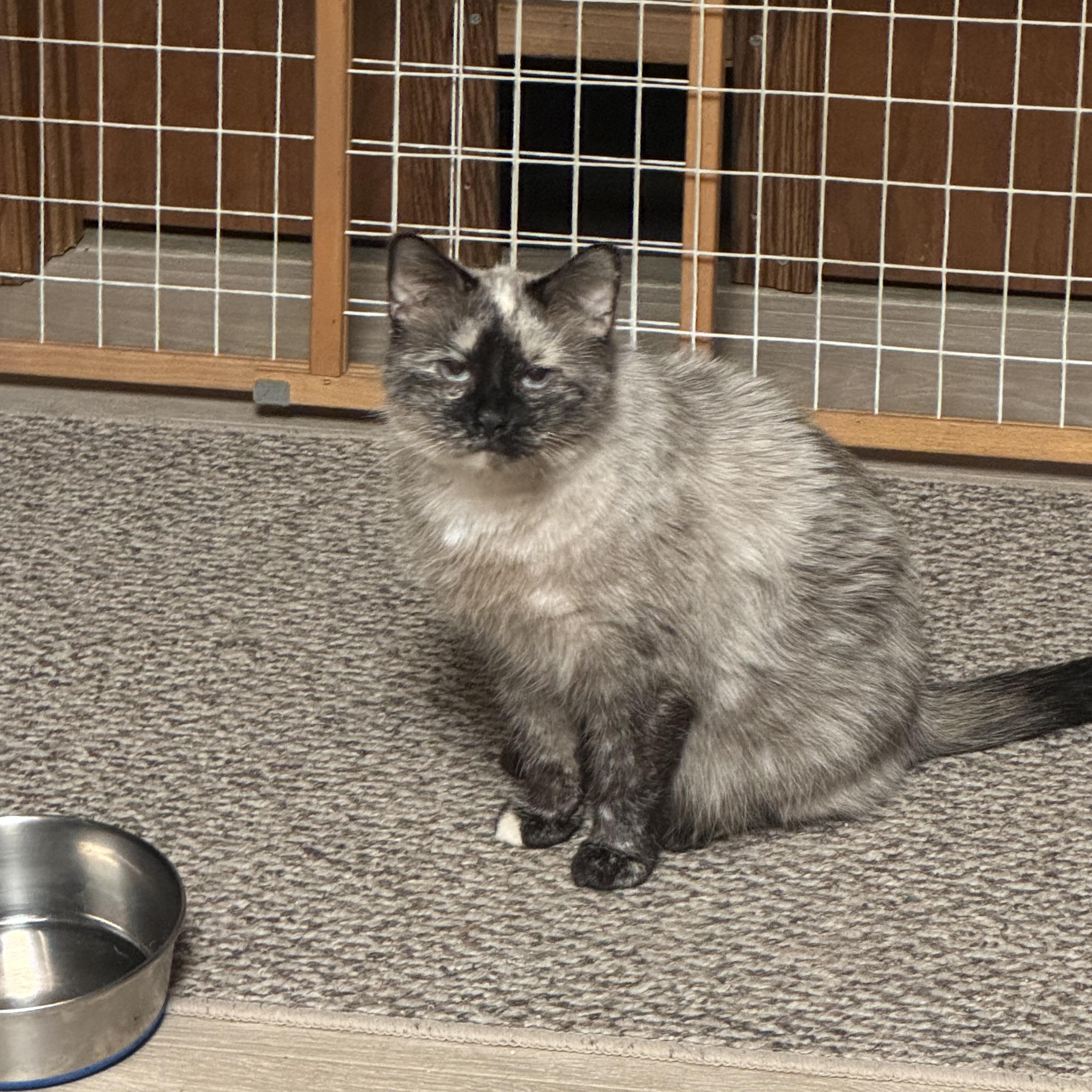 Enlarge Mia, an adopted Domestic Medium Hair in Warren, OH image 3/4