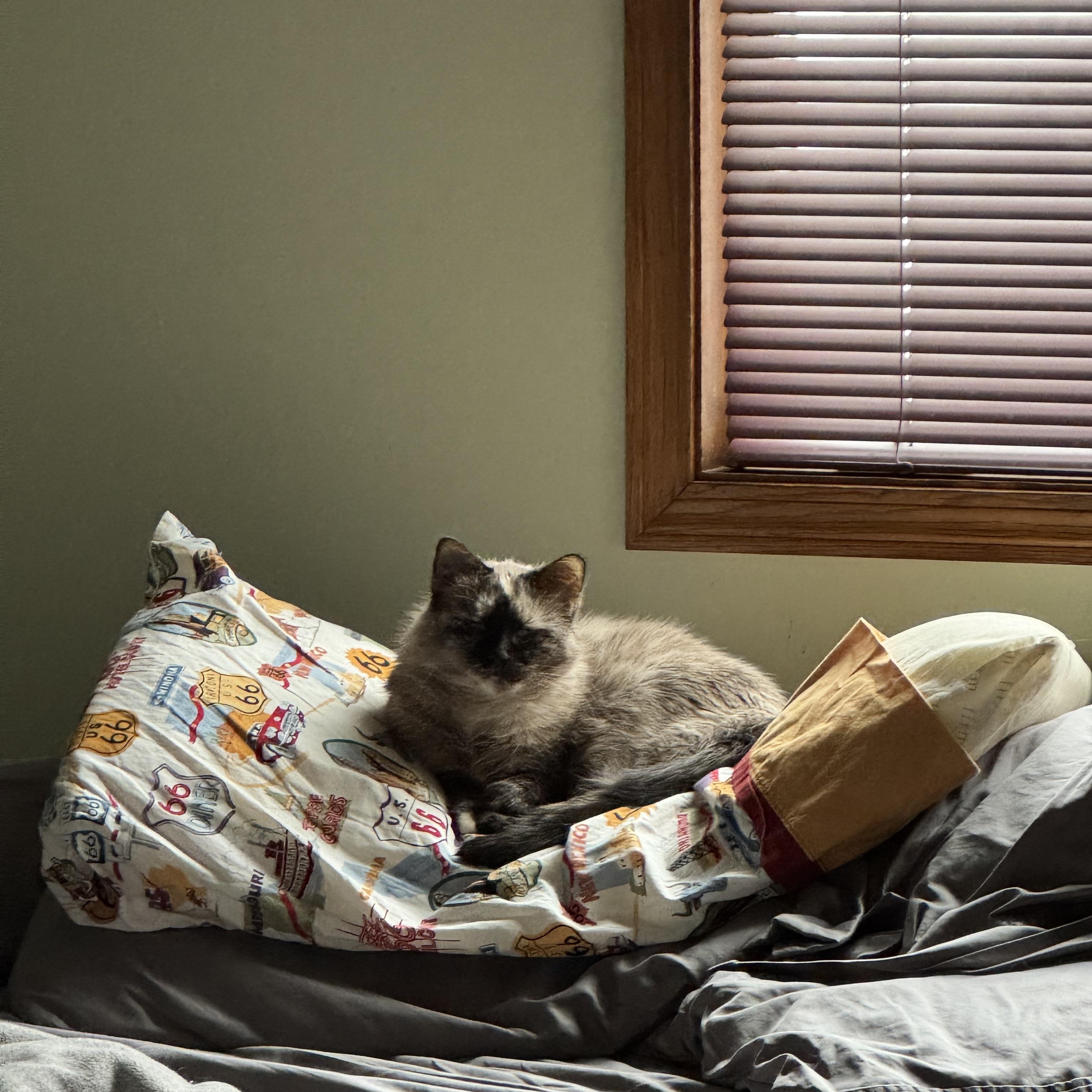 Enlarge Mia, an adopted Domestic Medium Hair in Warren, OH image 2/4