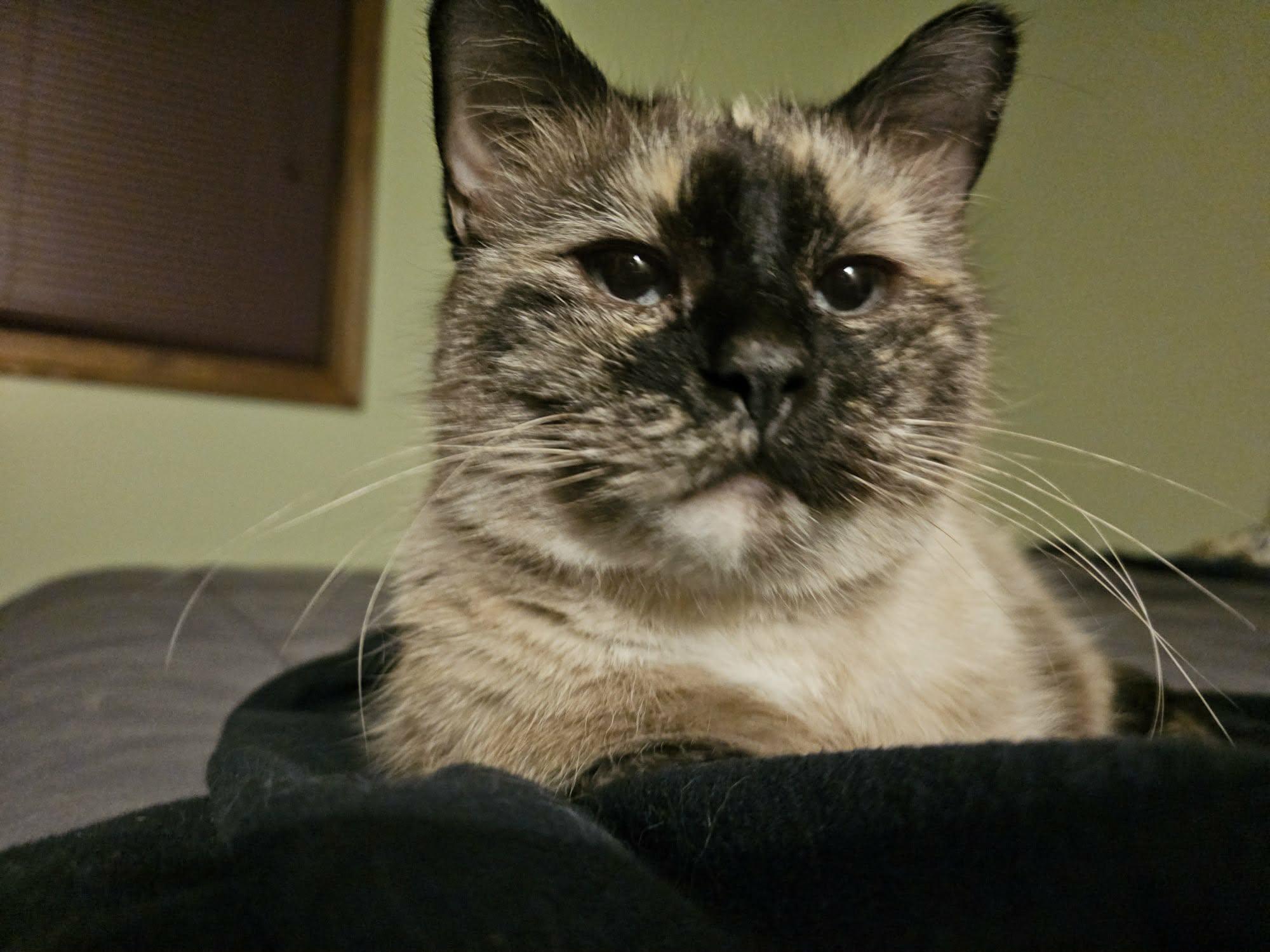 Mia, adopted, Adult Female Domestic Medium Hair.