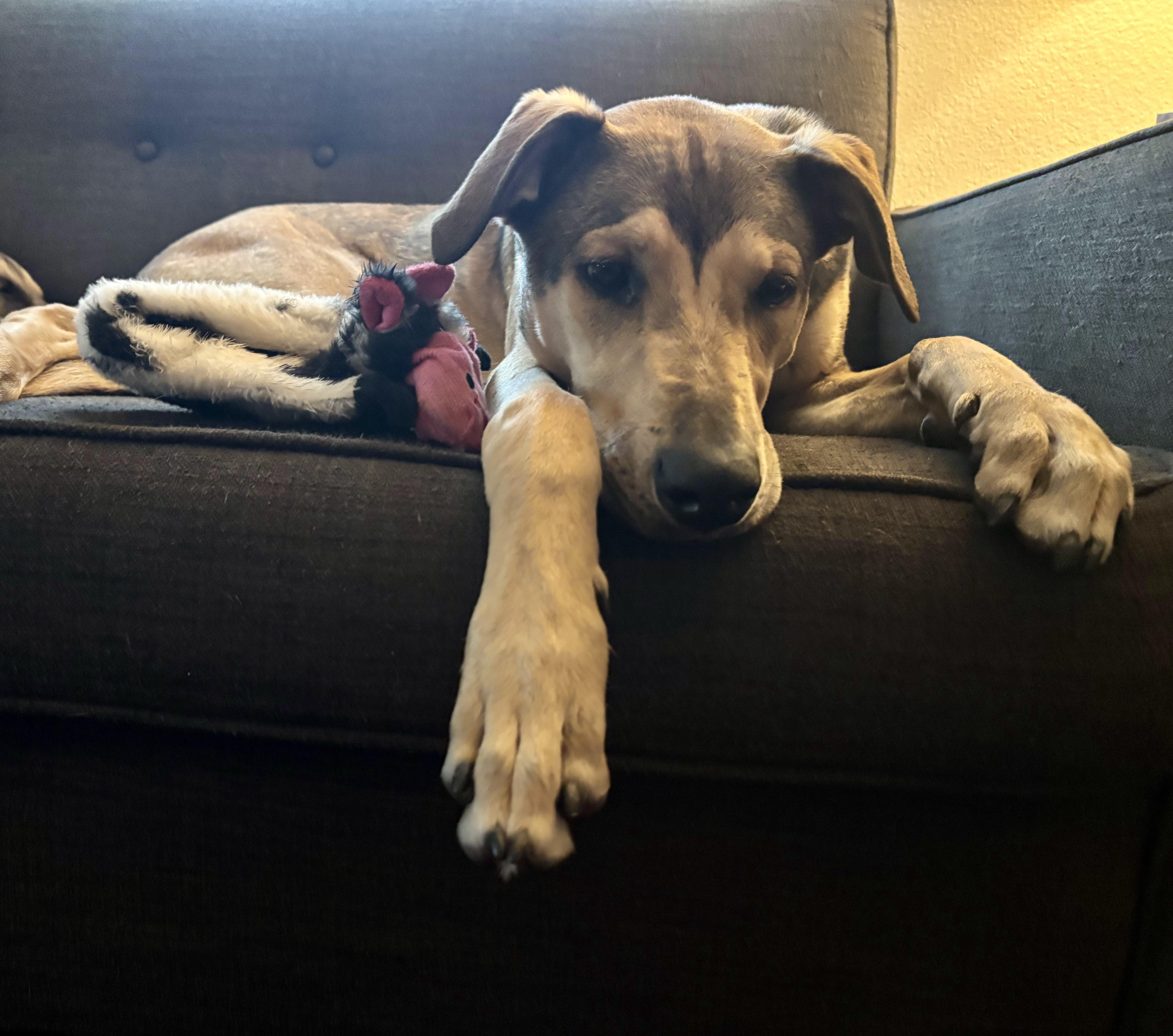 Enlarge Maizey, a Adoptable mixed breed in Santa Cruz, CA image 4/4
