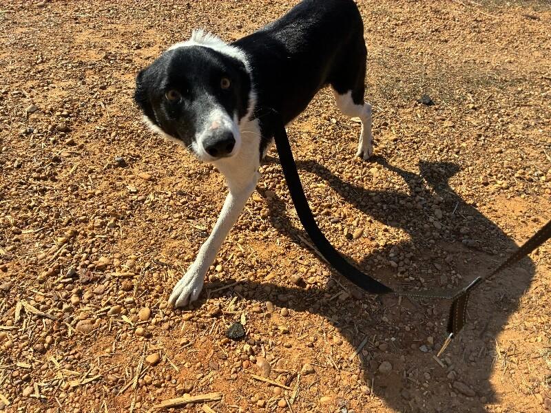 Enlarge Oreo, a Adoptable mixed breed in Thomasville, AL image 1/4